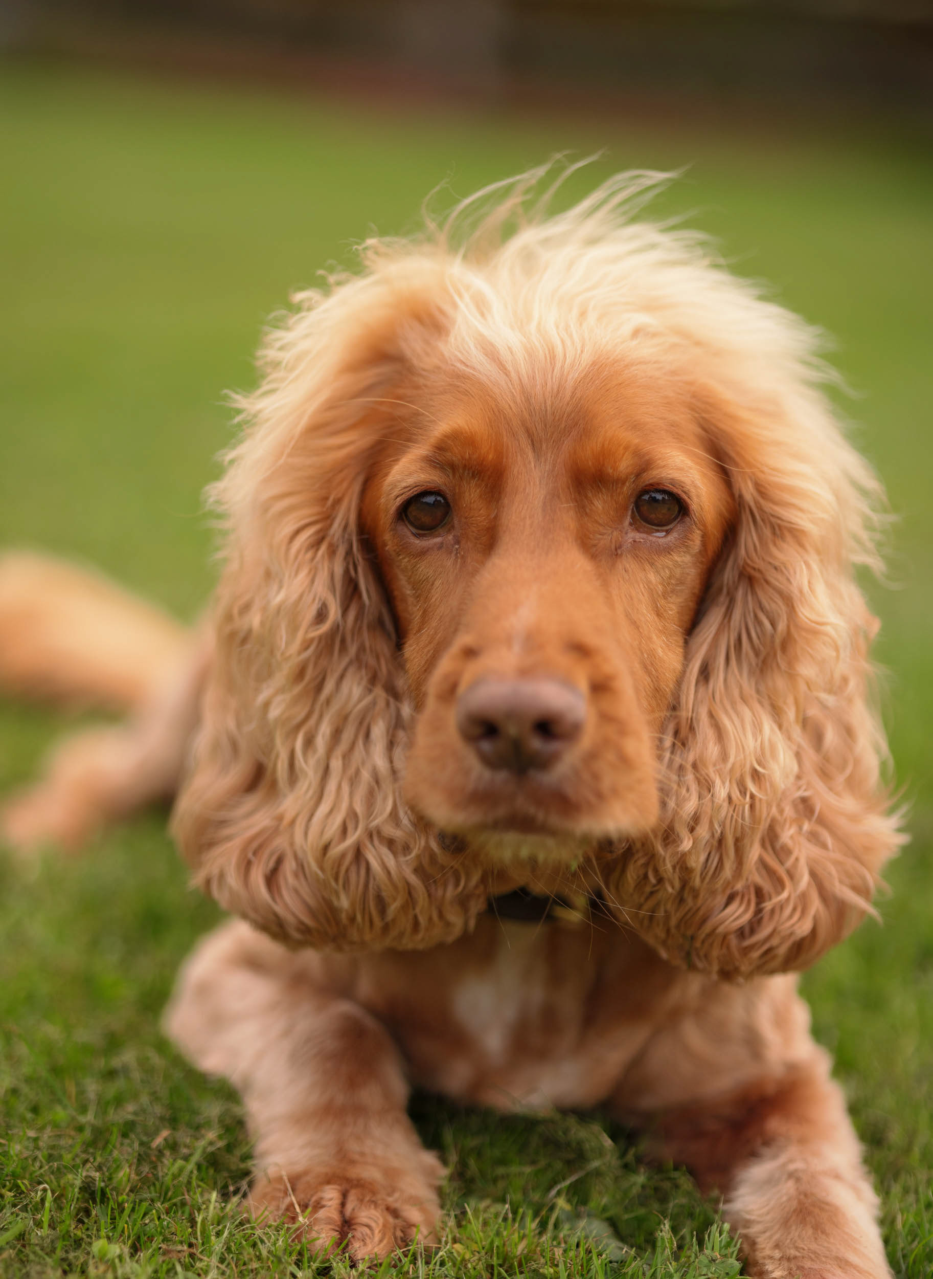 Cocker Spaniel relaxing in garden