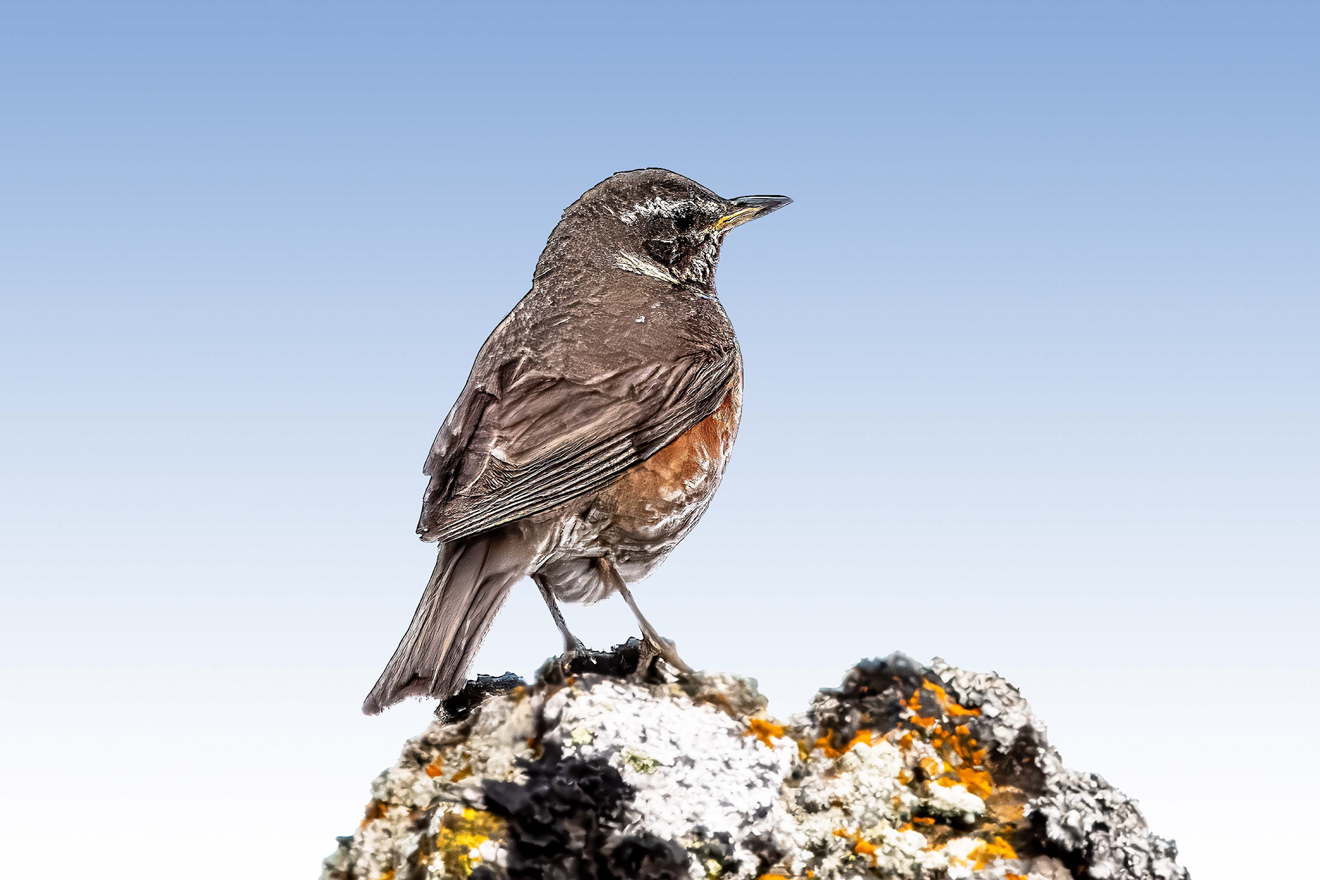Redwing