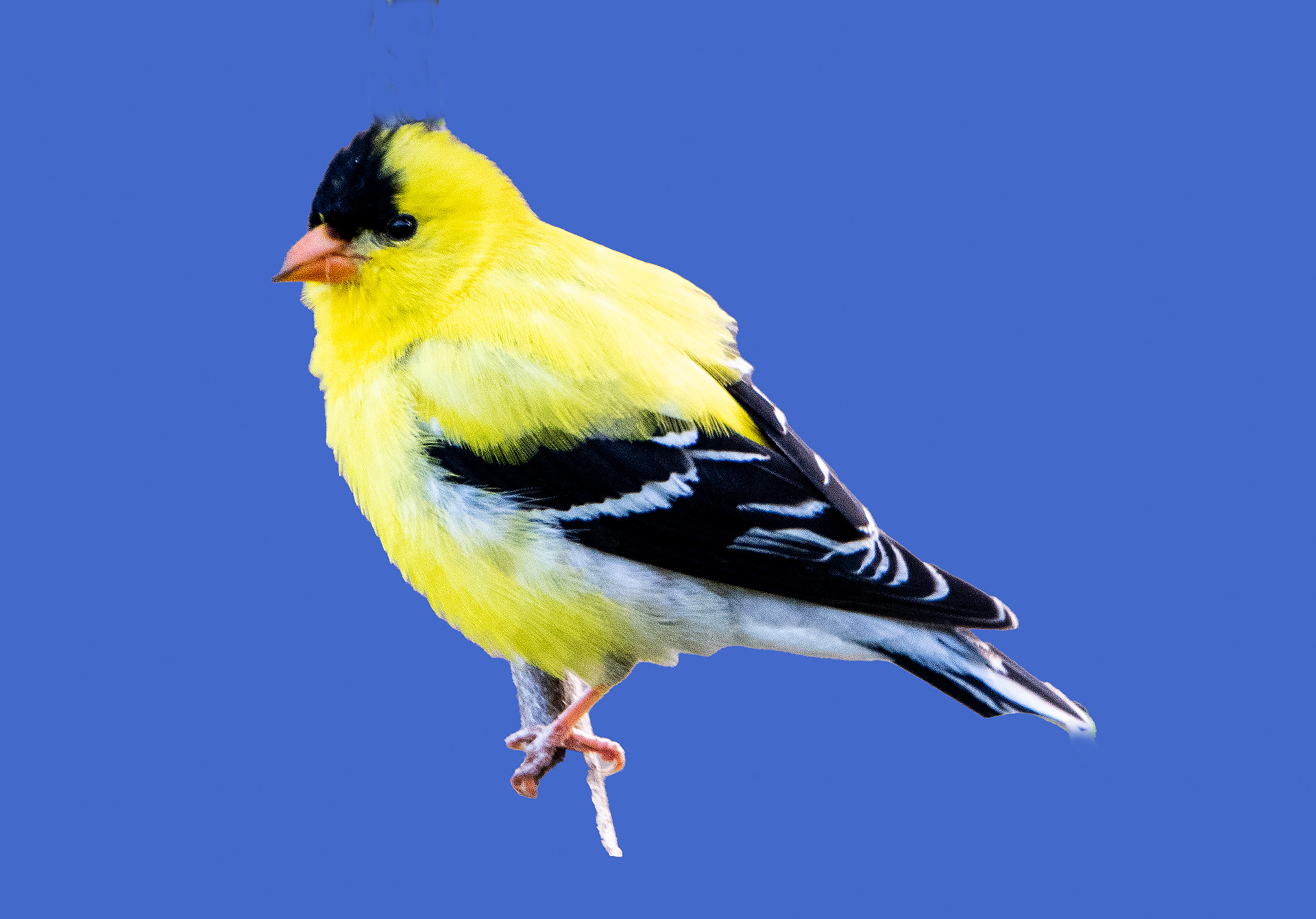 American Goldfinch (Breeding Male)