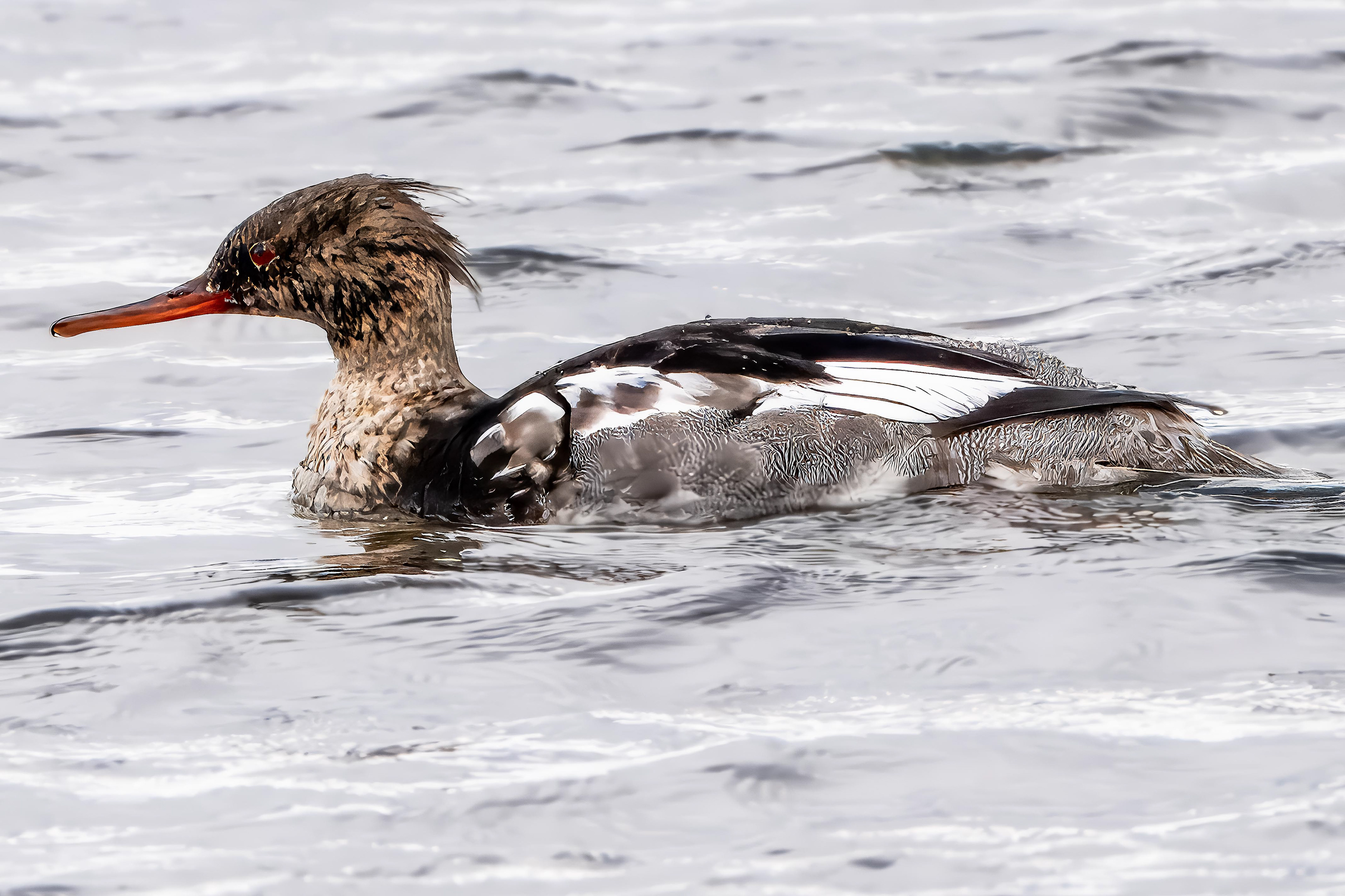 Red-Breasted Merganser (Male)