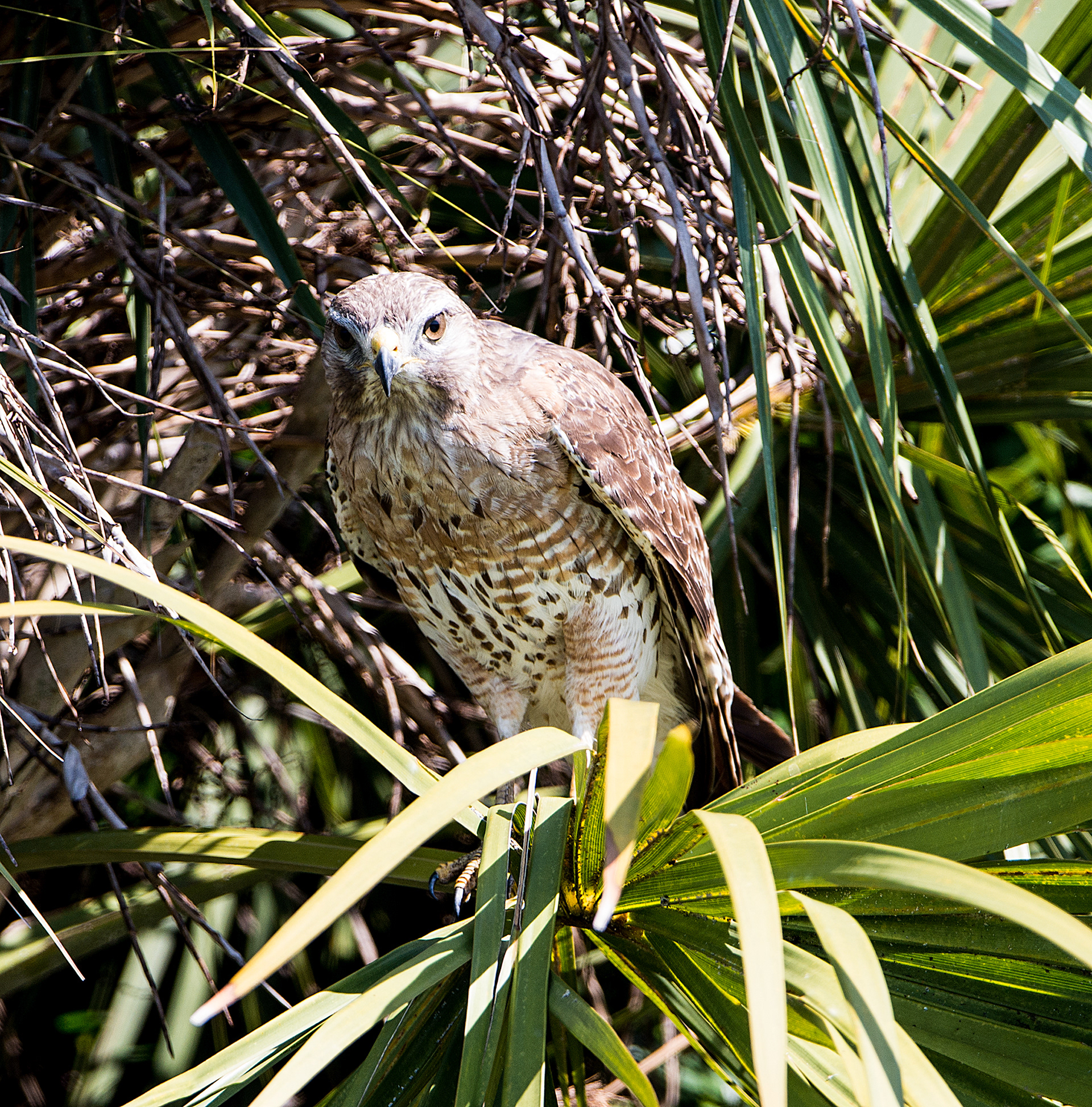 Red-Shouldered Hawk