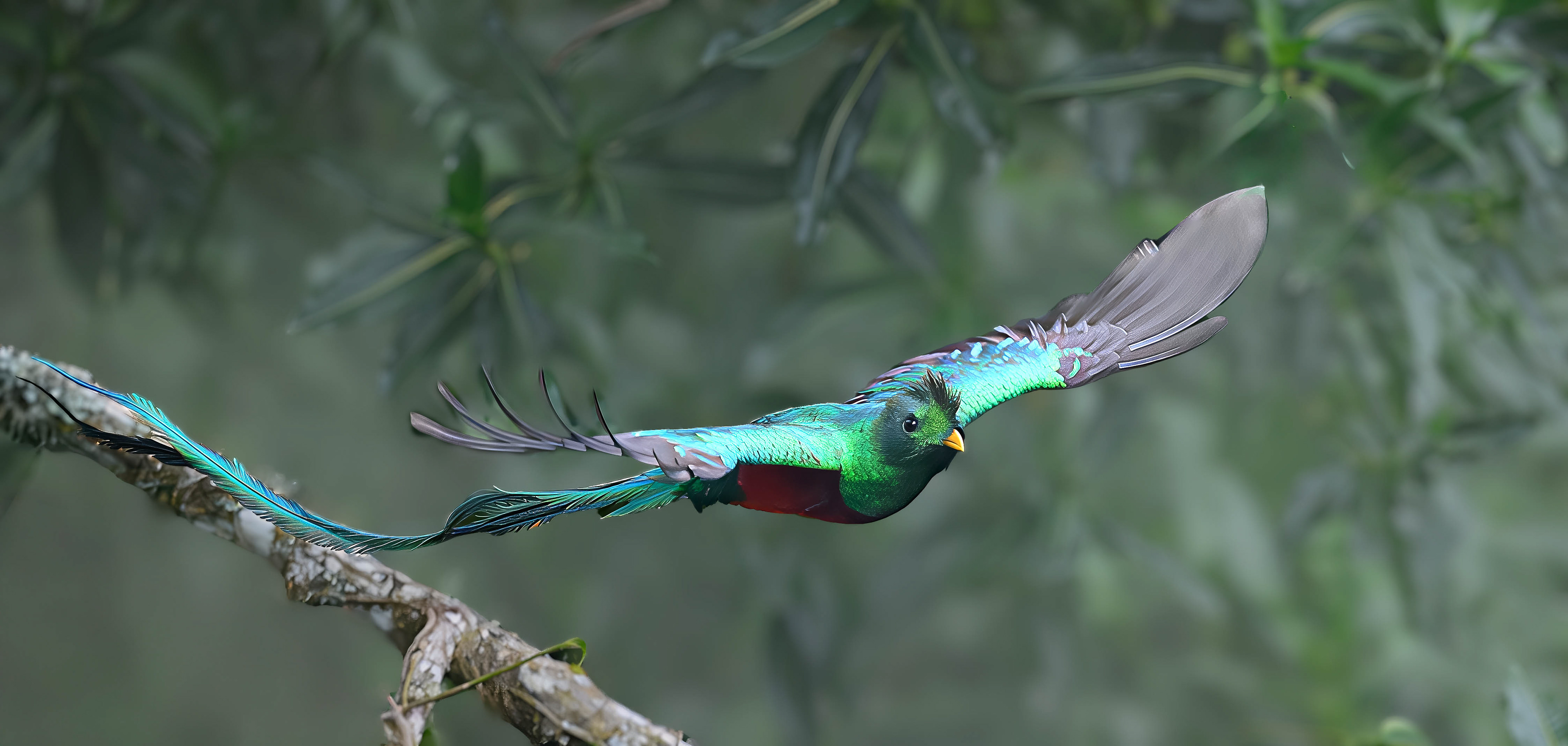 Resplendent Quetzal
