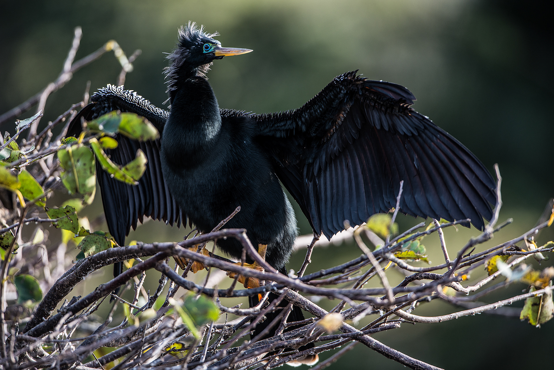 Anhinga