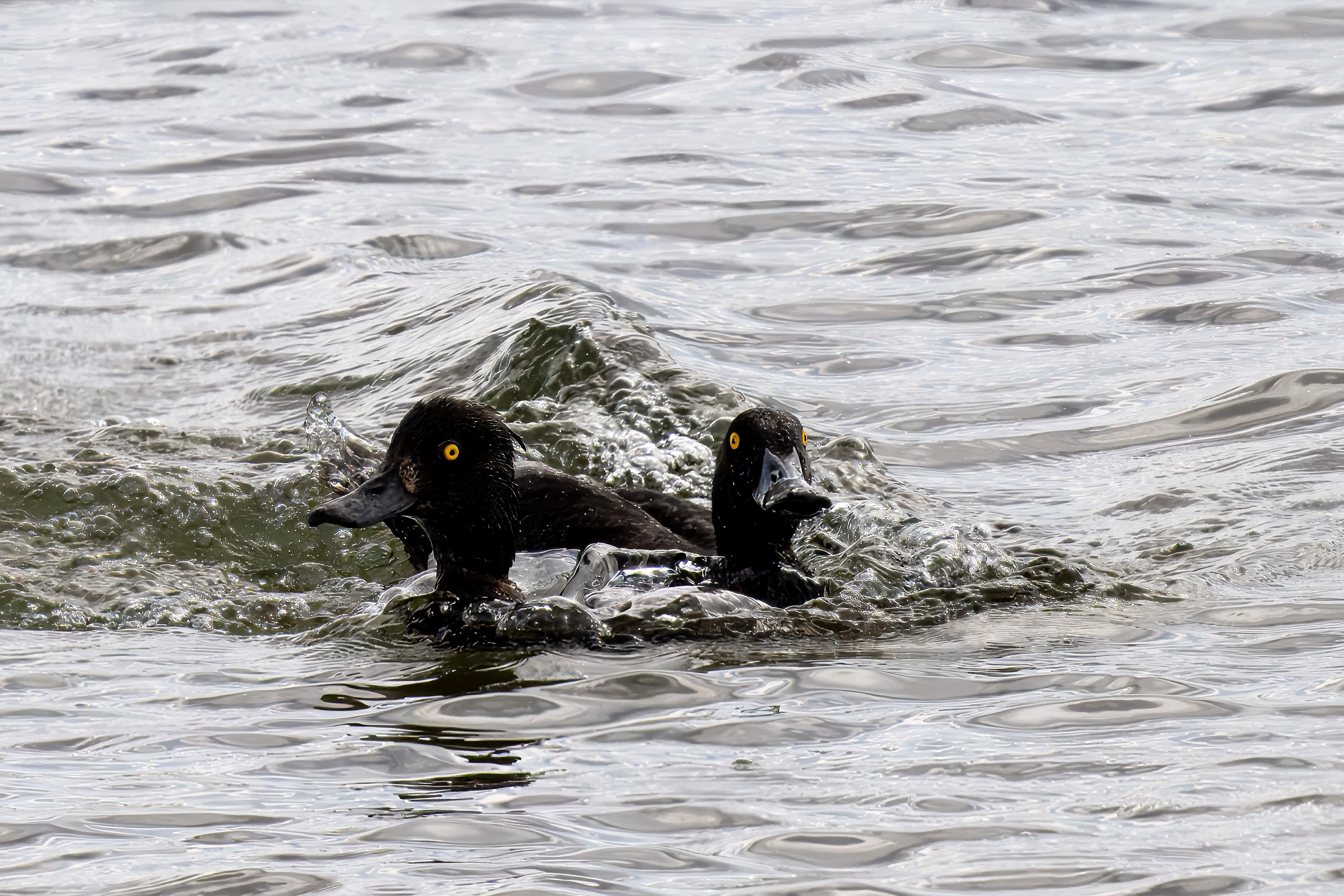 Mating Behavior