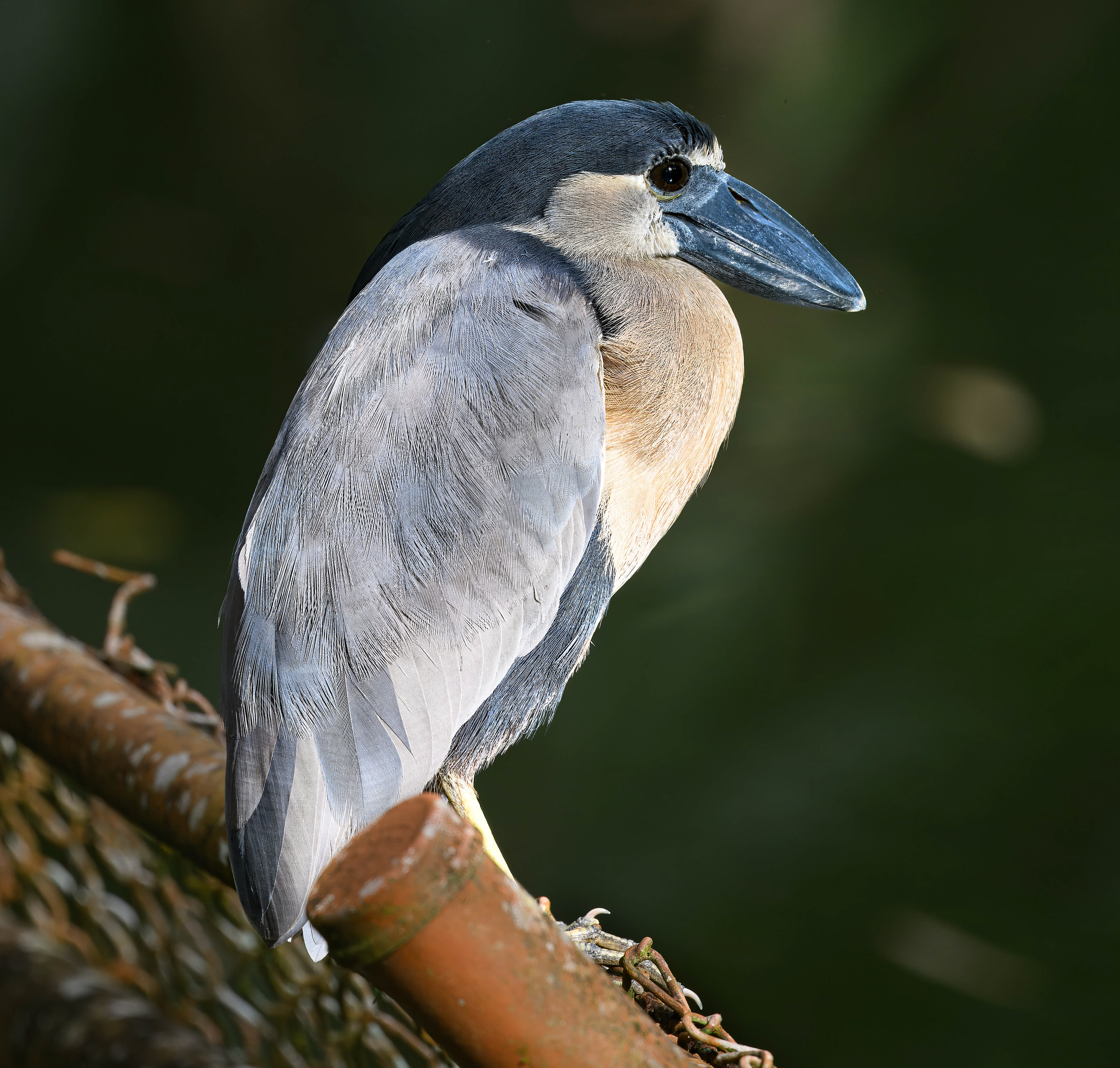 Boat-billed Heron