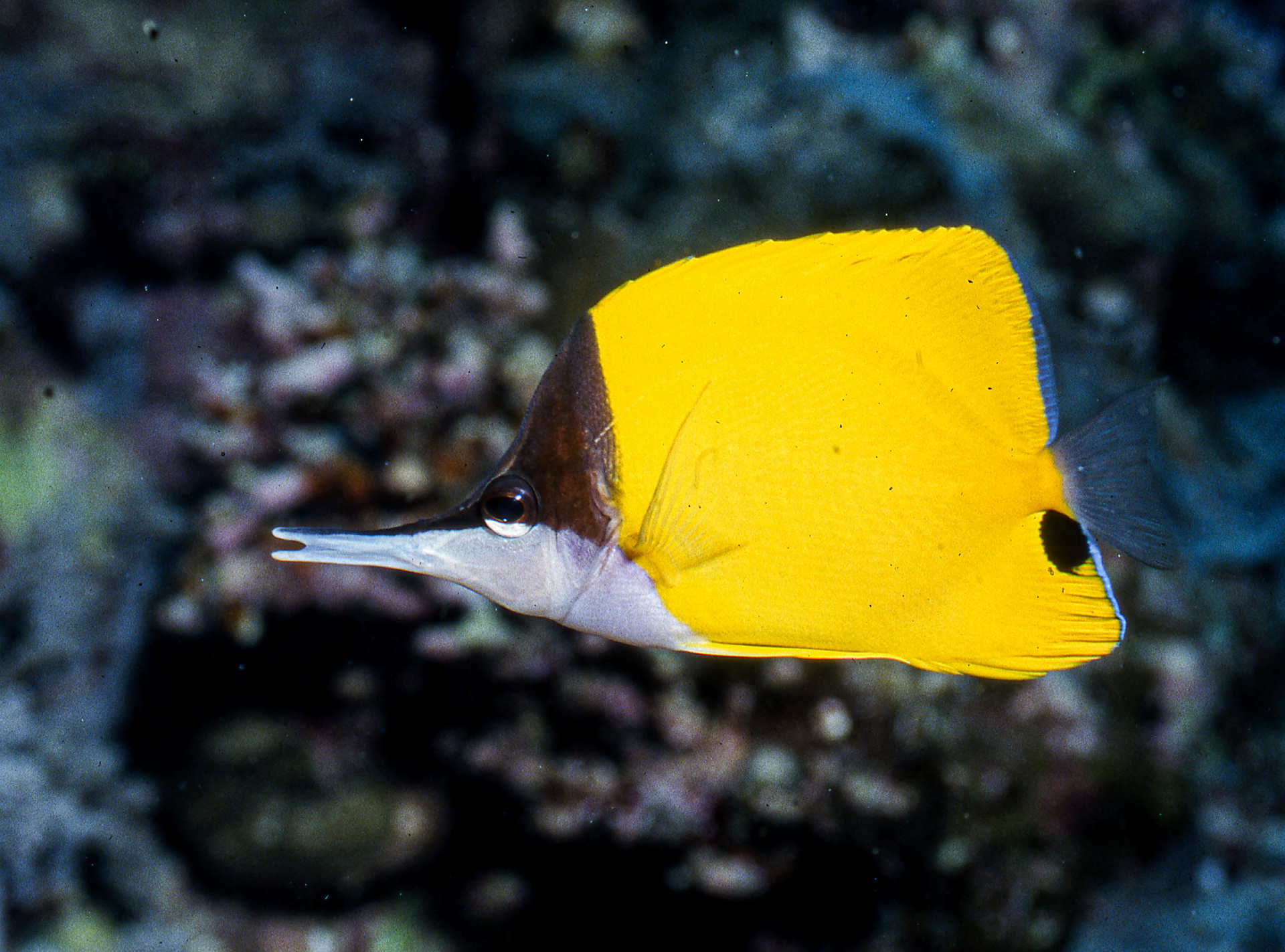 Yellow Longnose Butterflyfish