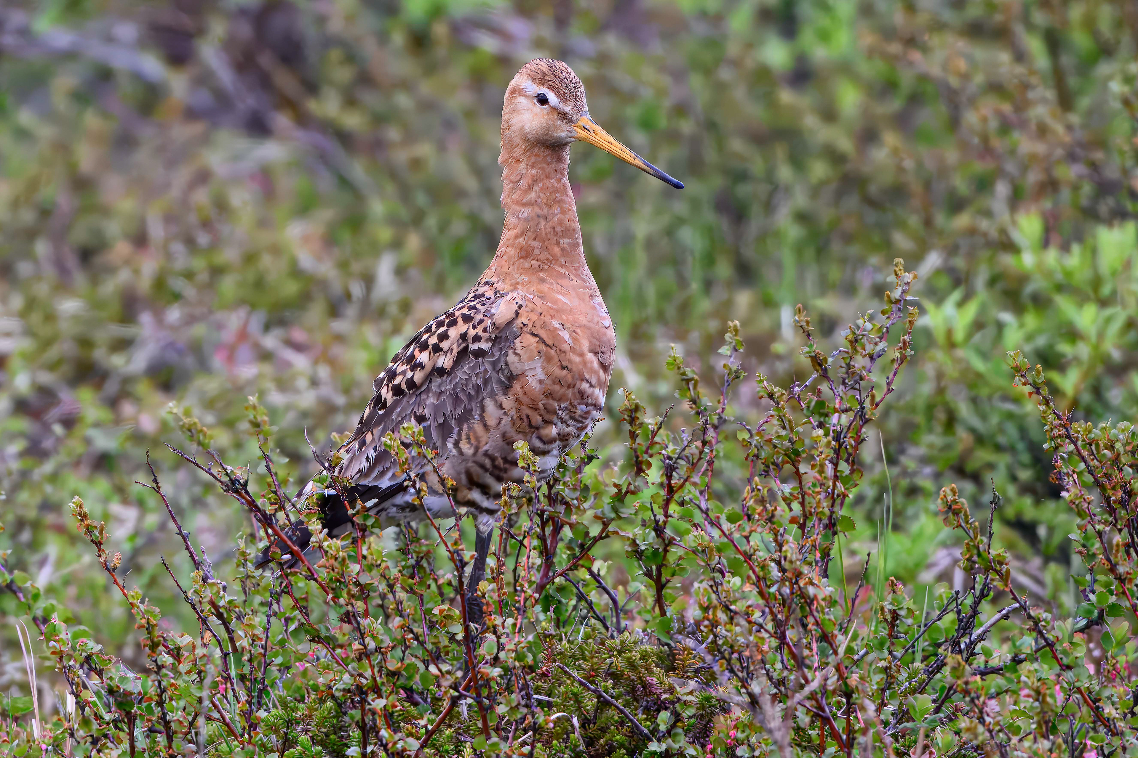 Black Tailed Godwit