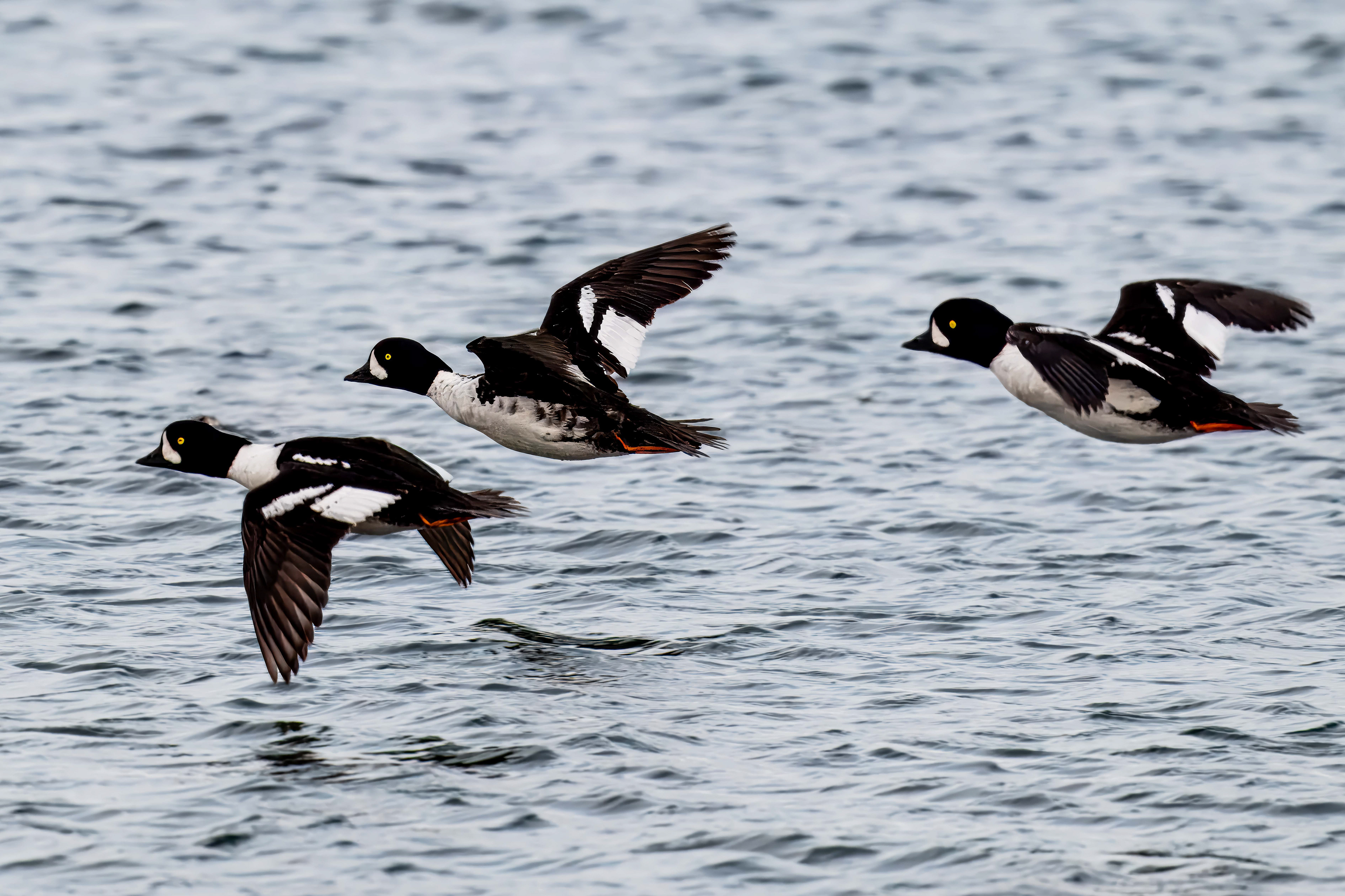 Barrows Goldeneye