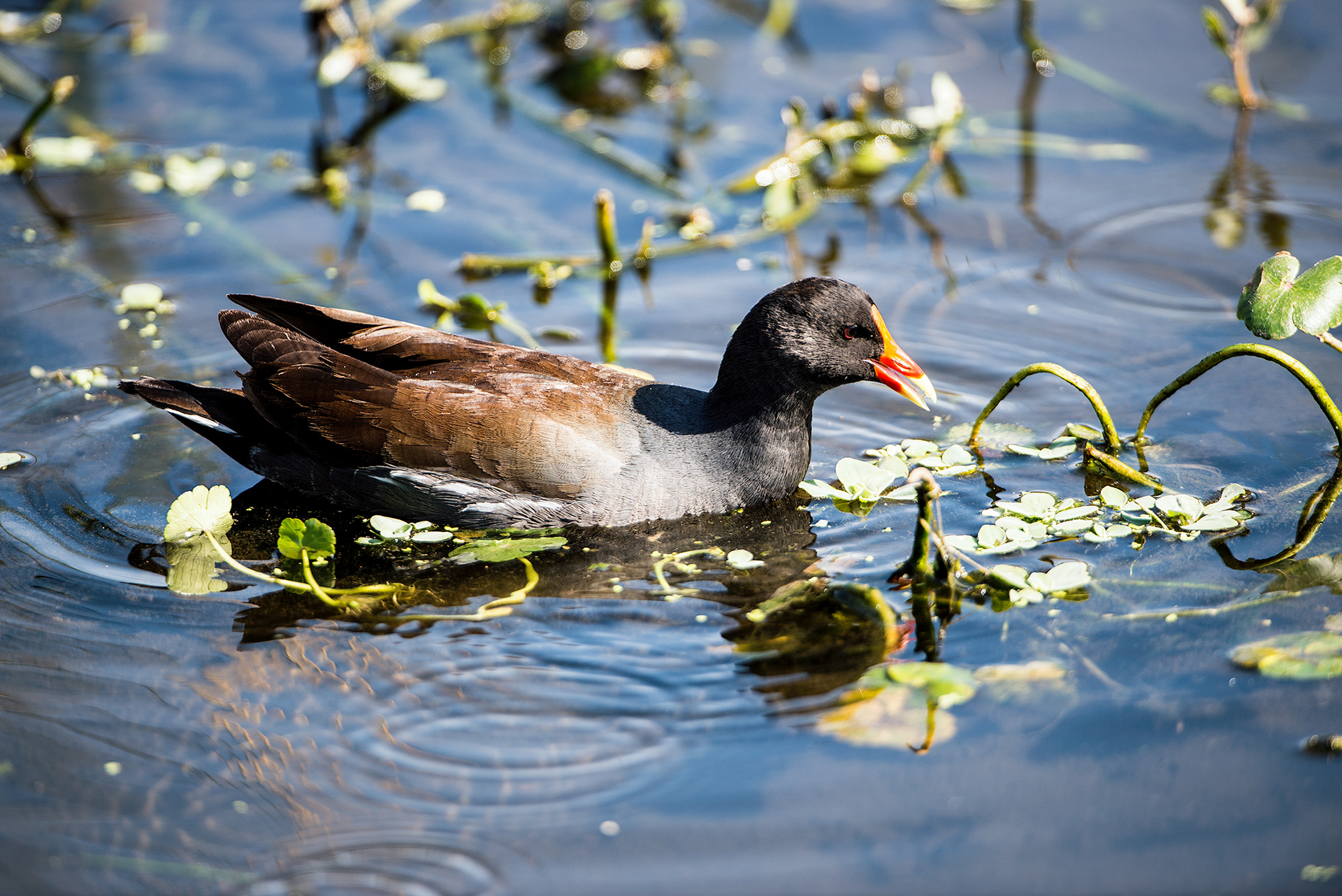 Common Moorhen