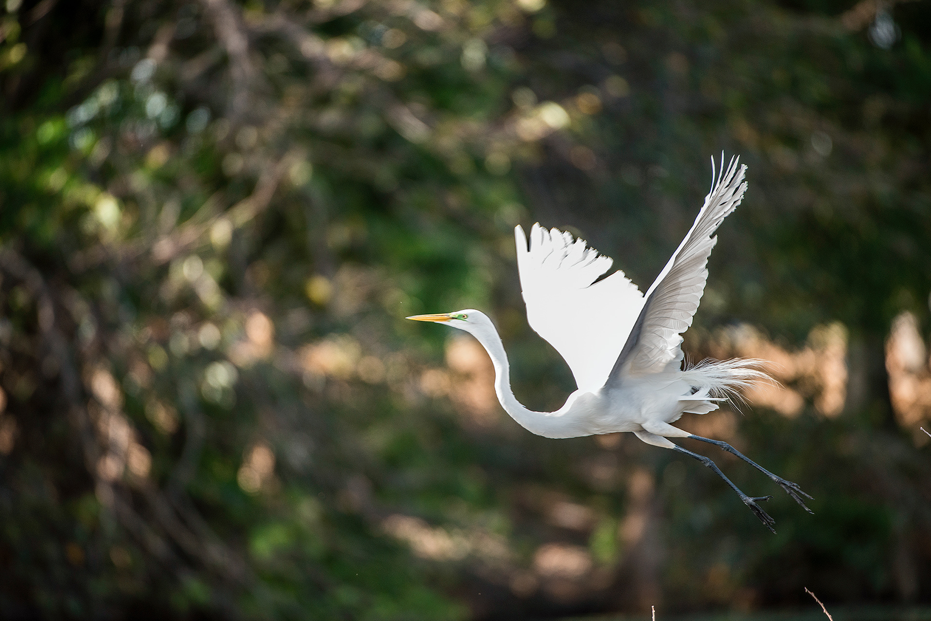 Great Egret
