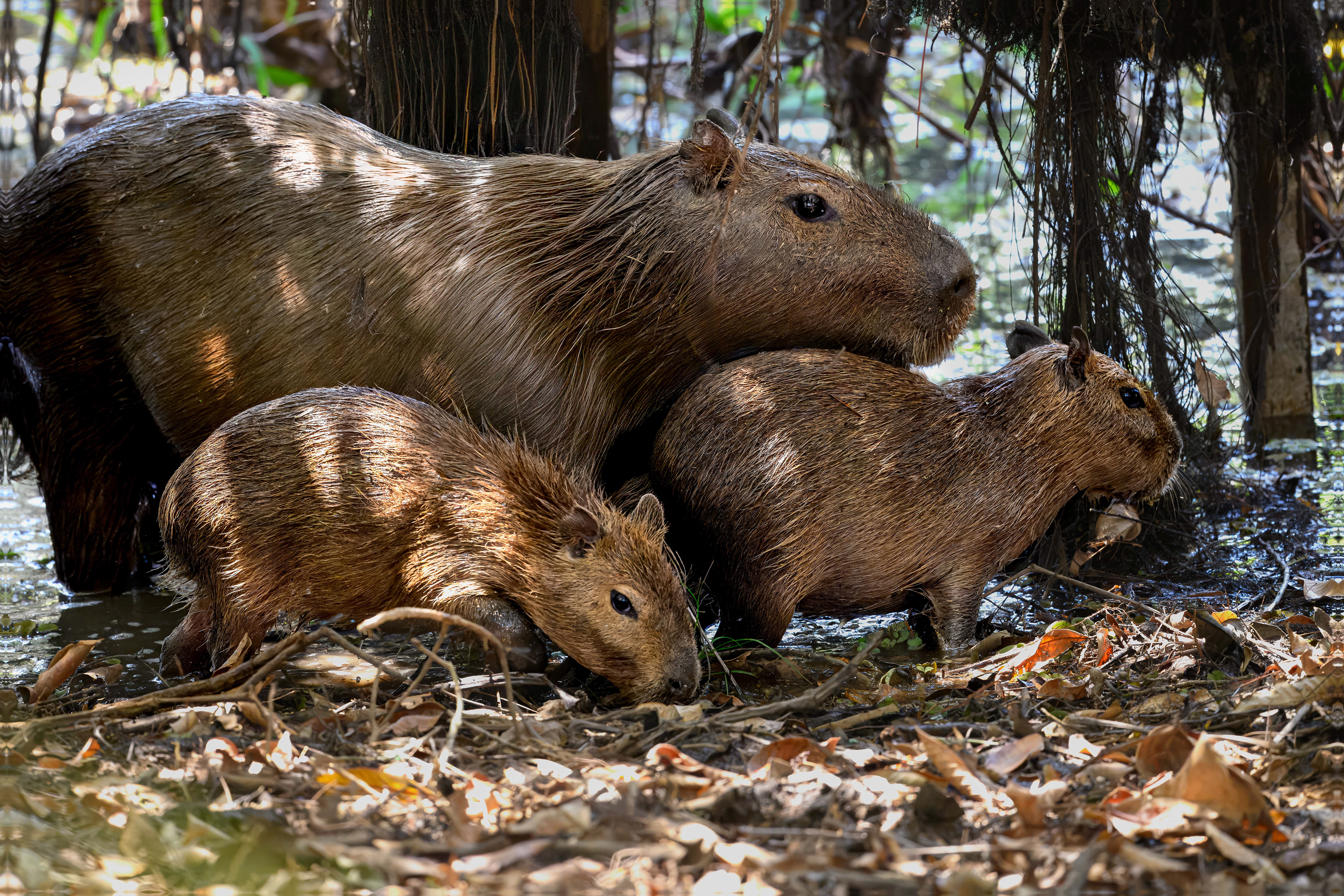 Capybara