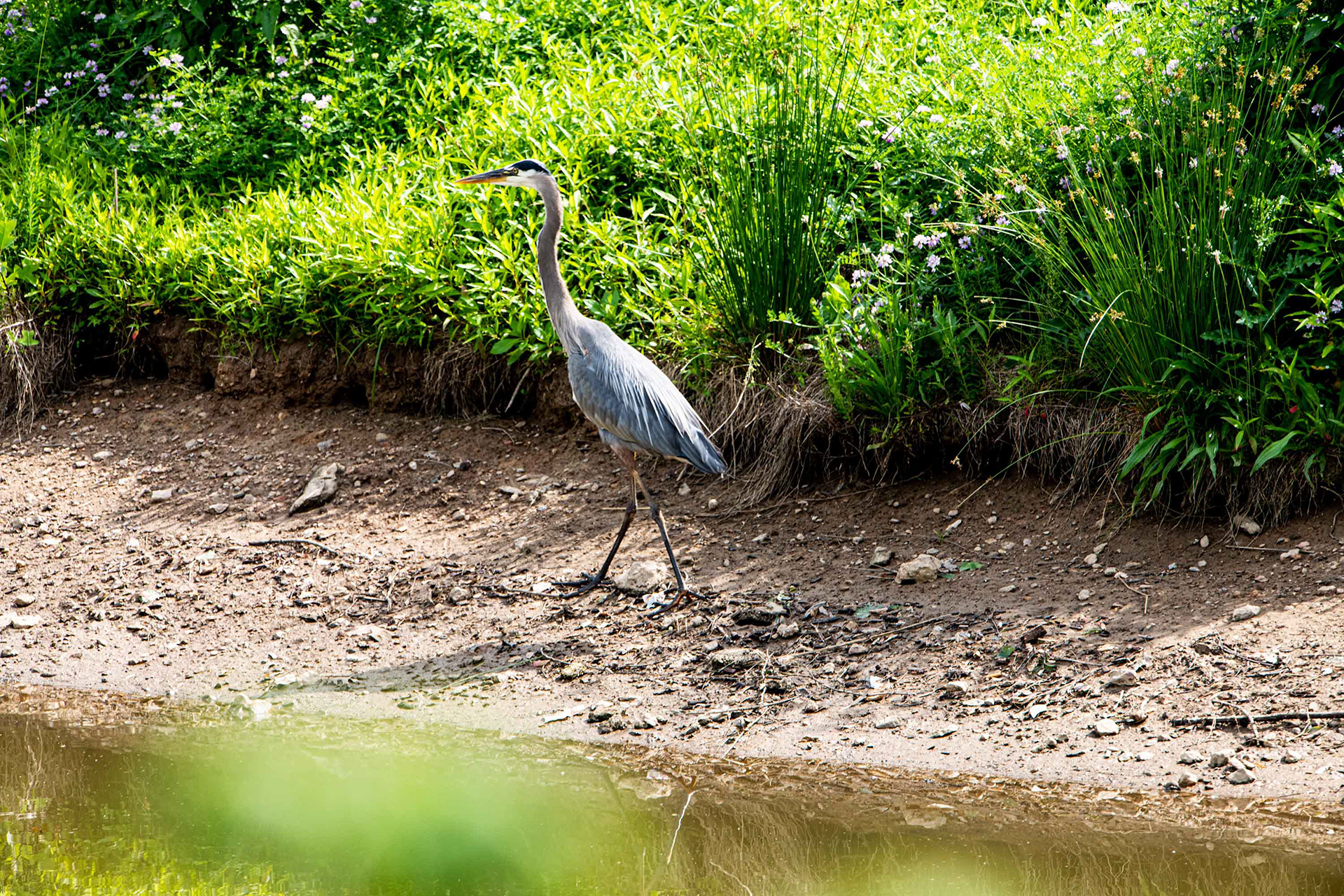 Great Blue Heron