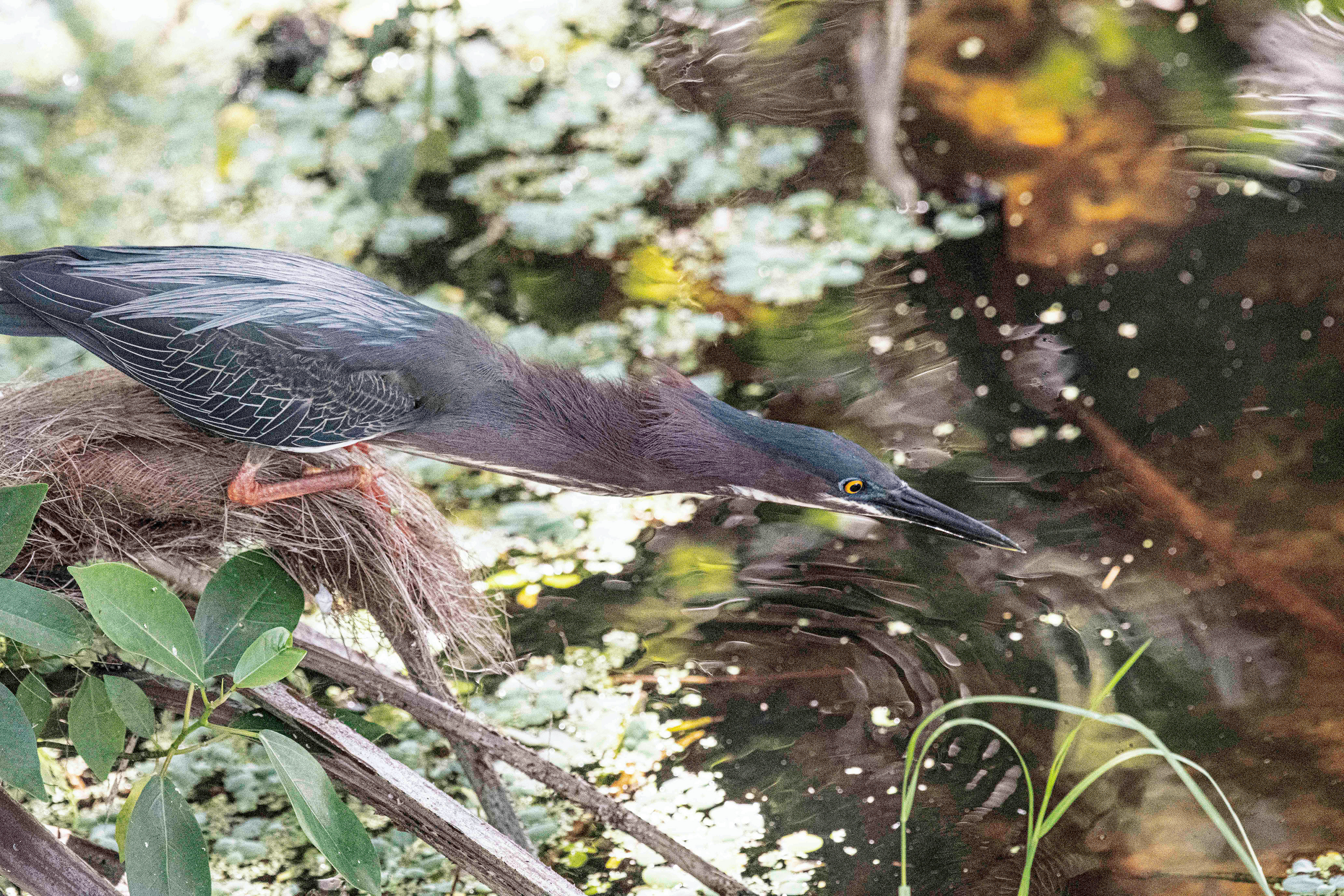 Green Heron Fishing