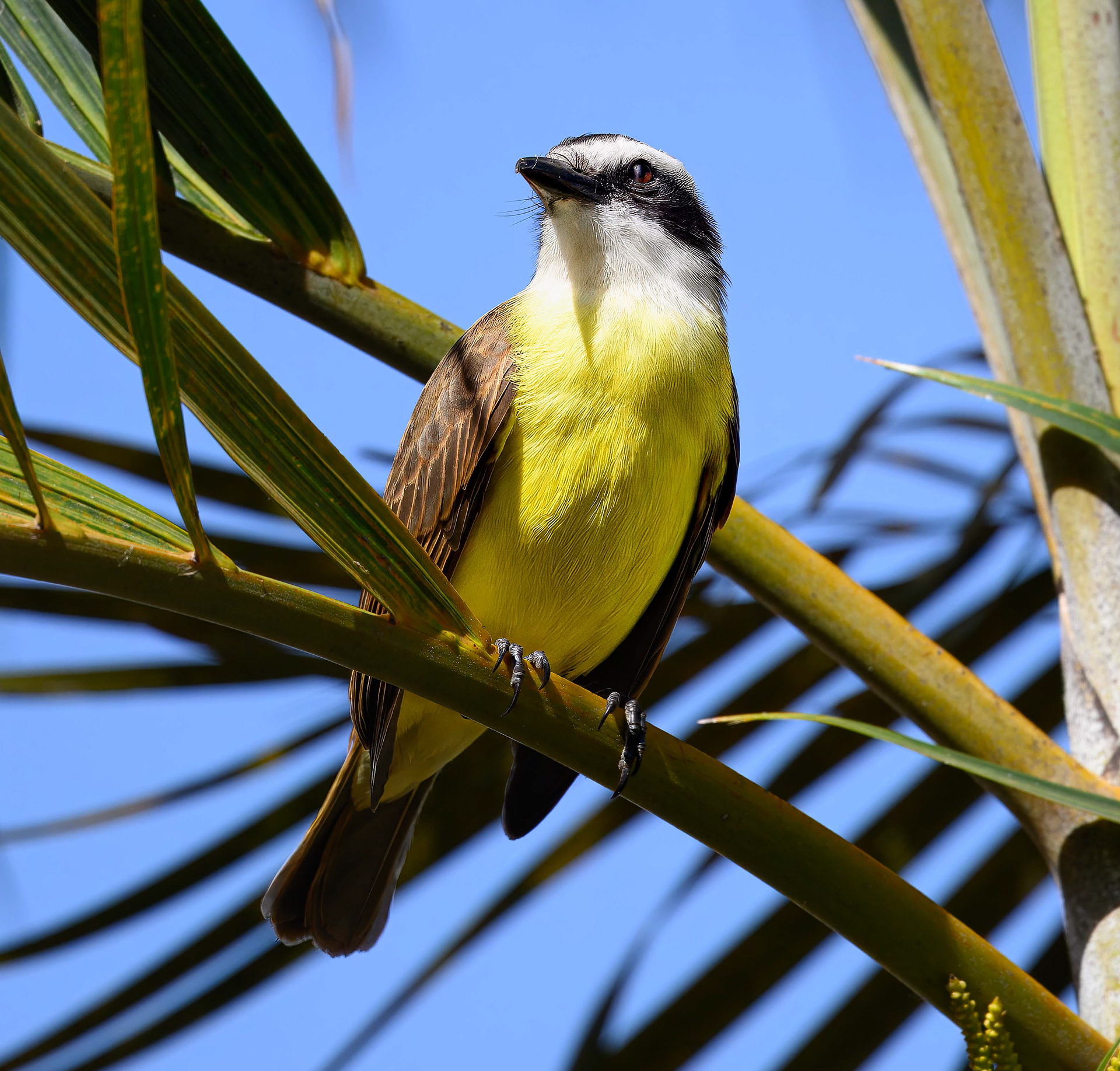 Great Kiskadee