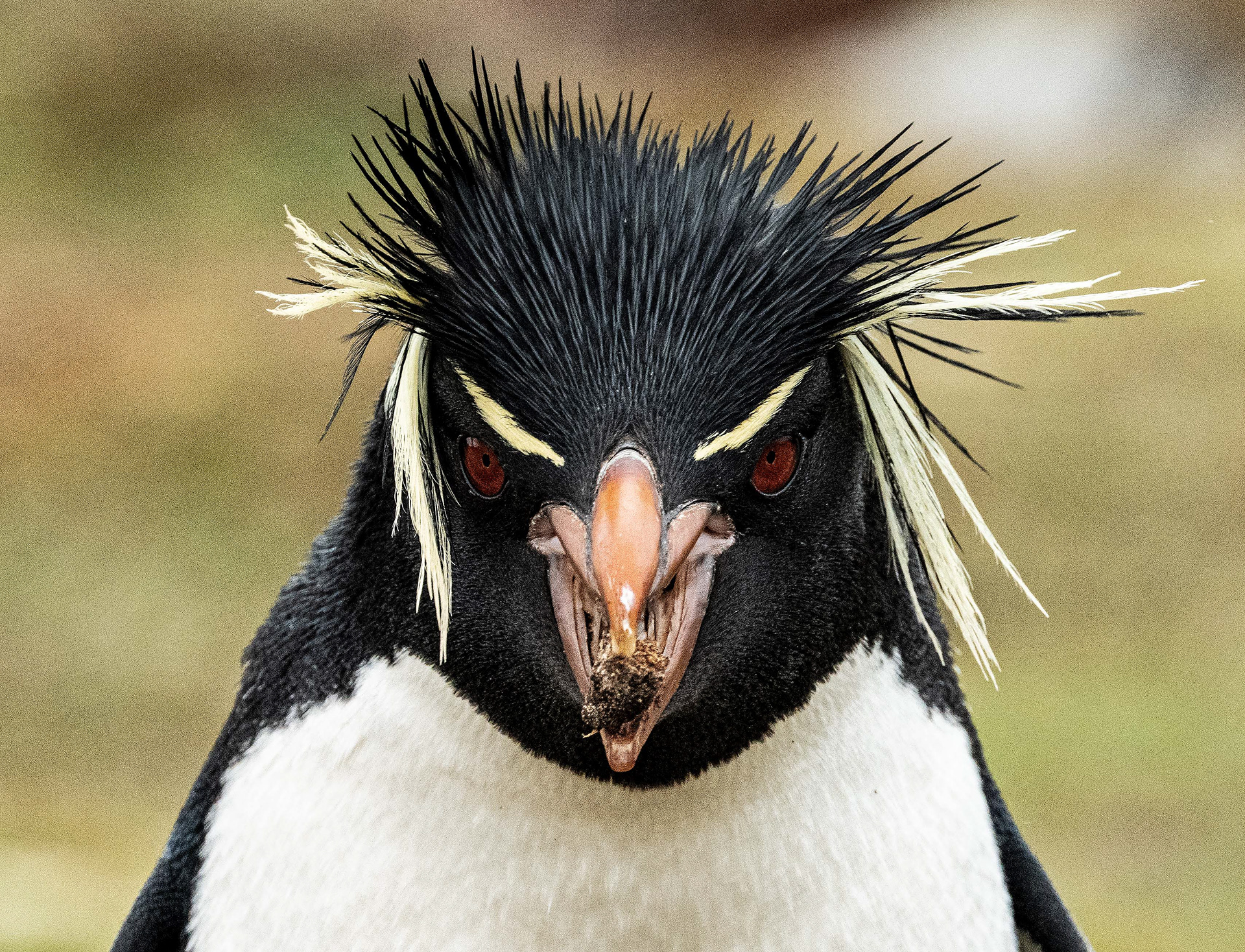 Rock Hopper Penguin