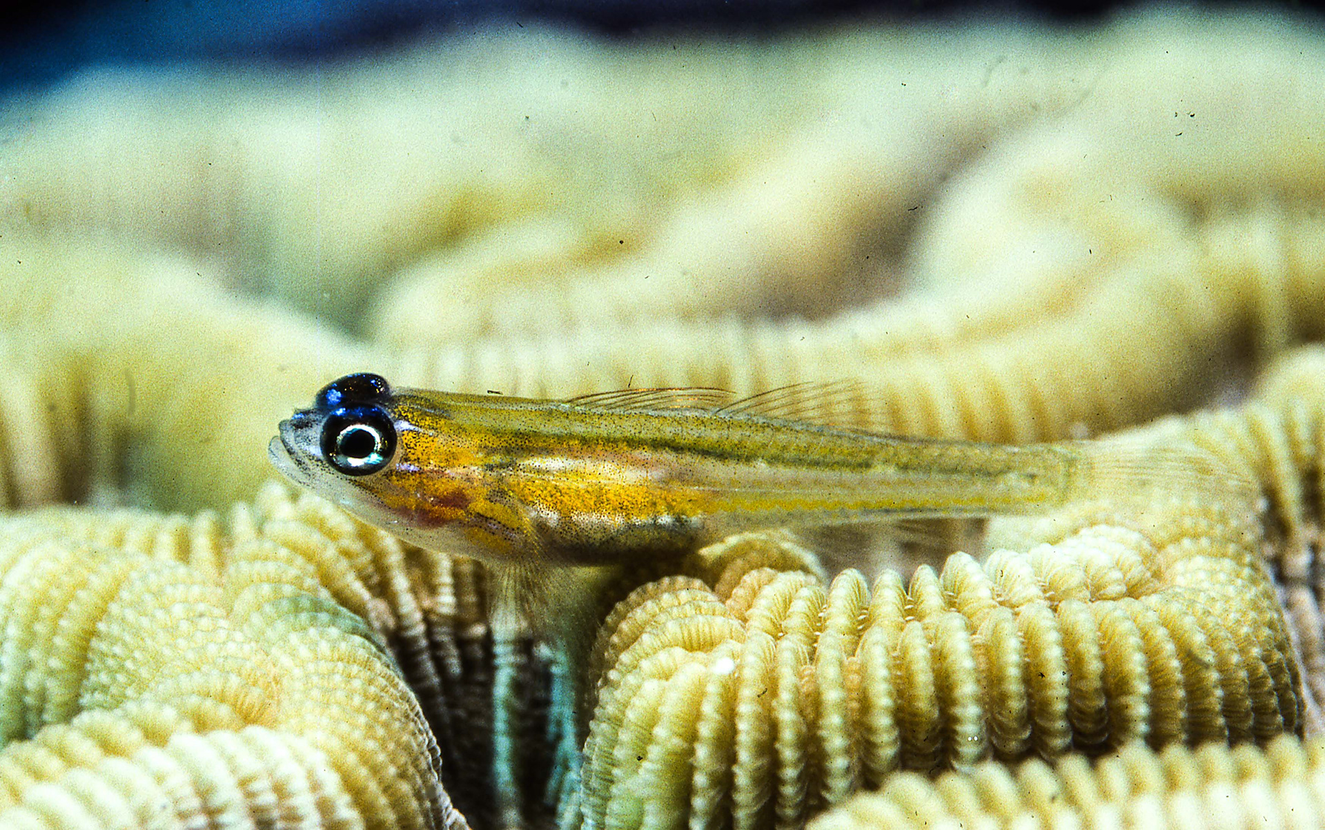 Yellow-striped Cardinalfish