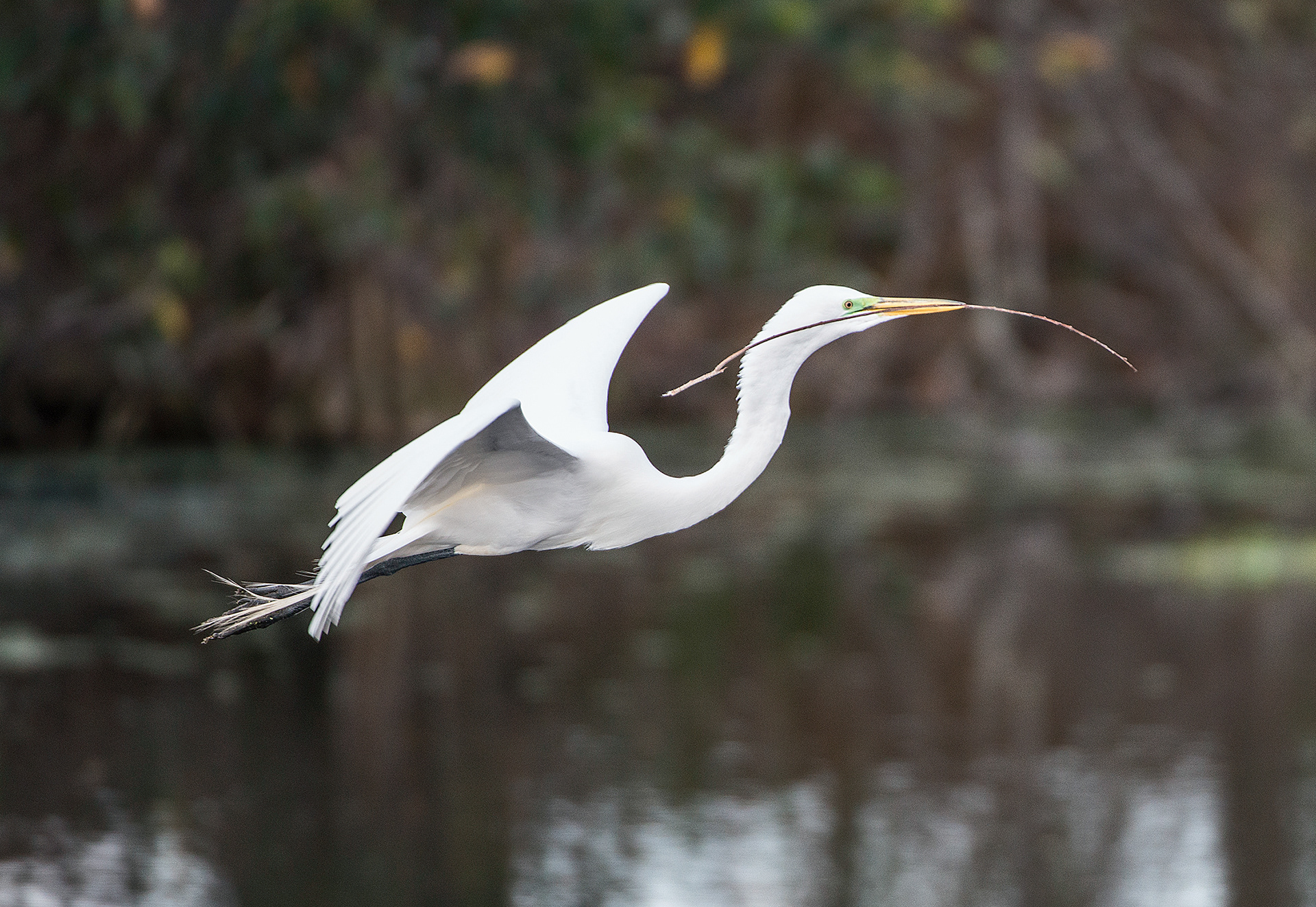 Great Egret