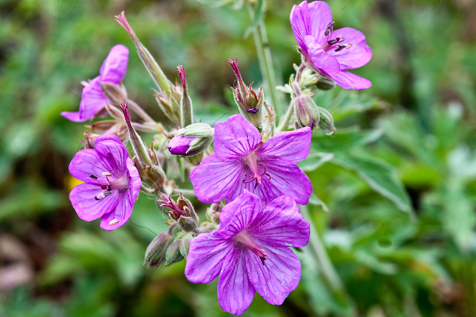 Sticky Geranium (Geranium viscosissimum)