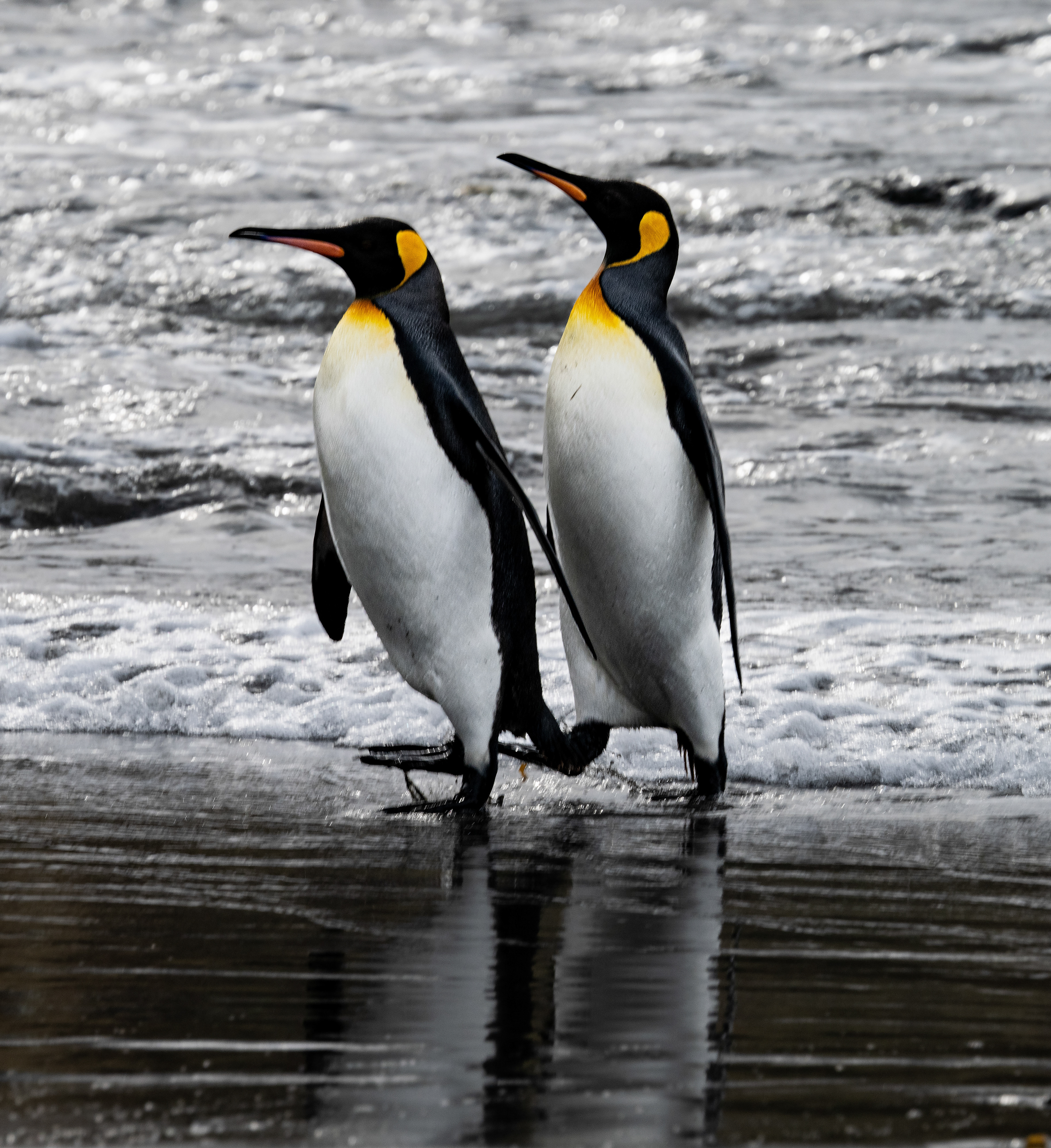 King Penguin