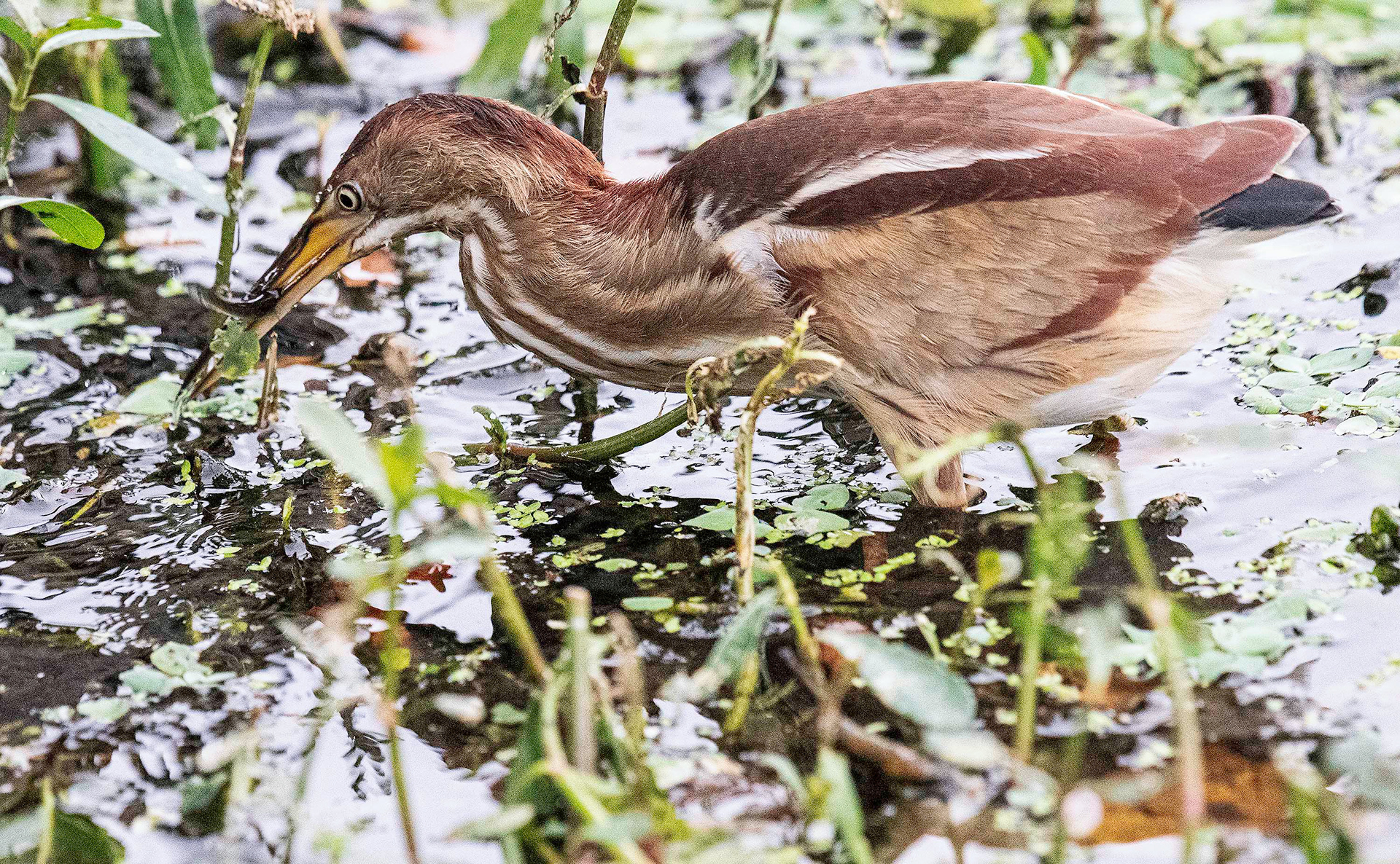 Least Bittern with Lunch