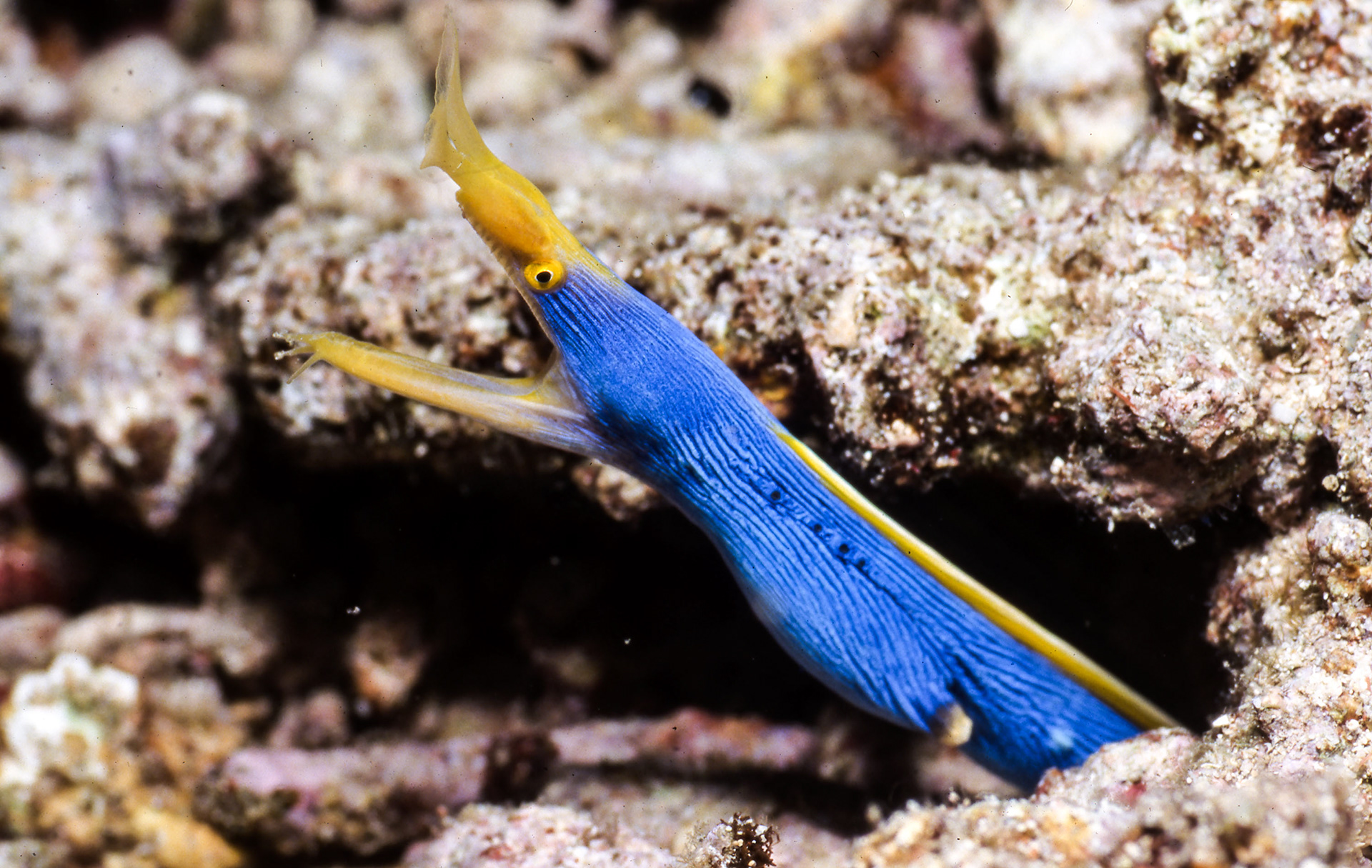 Blue Ribbon Eel