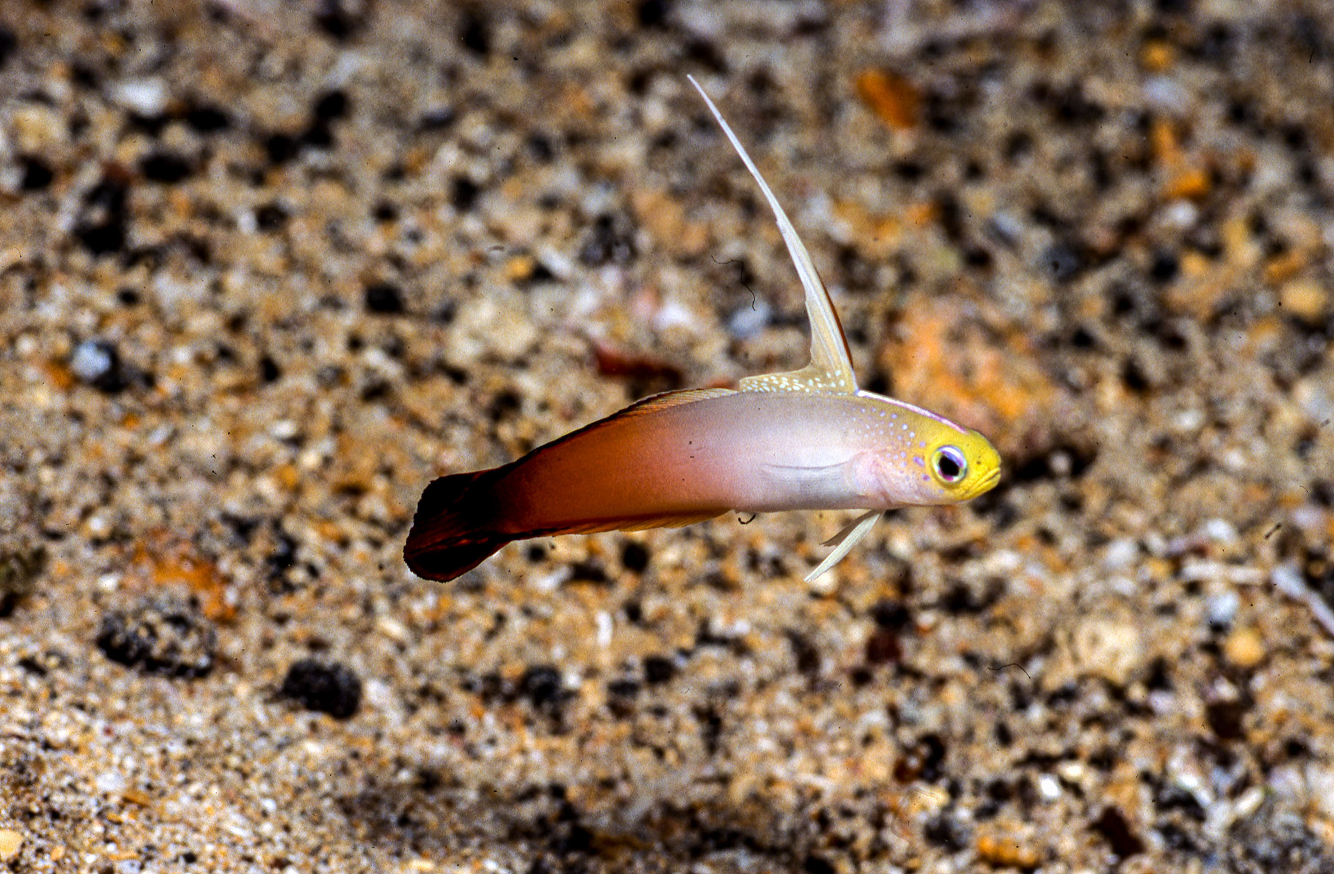 Fire Goby