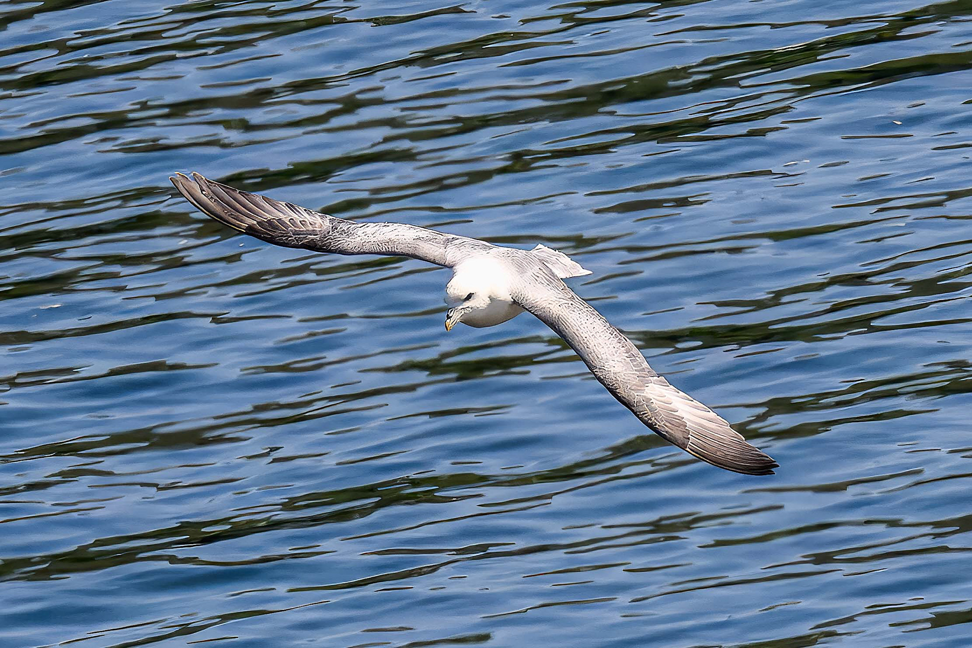 Northern Fulmar