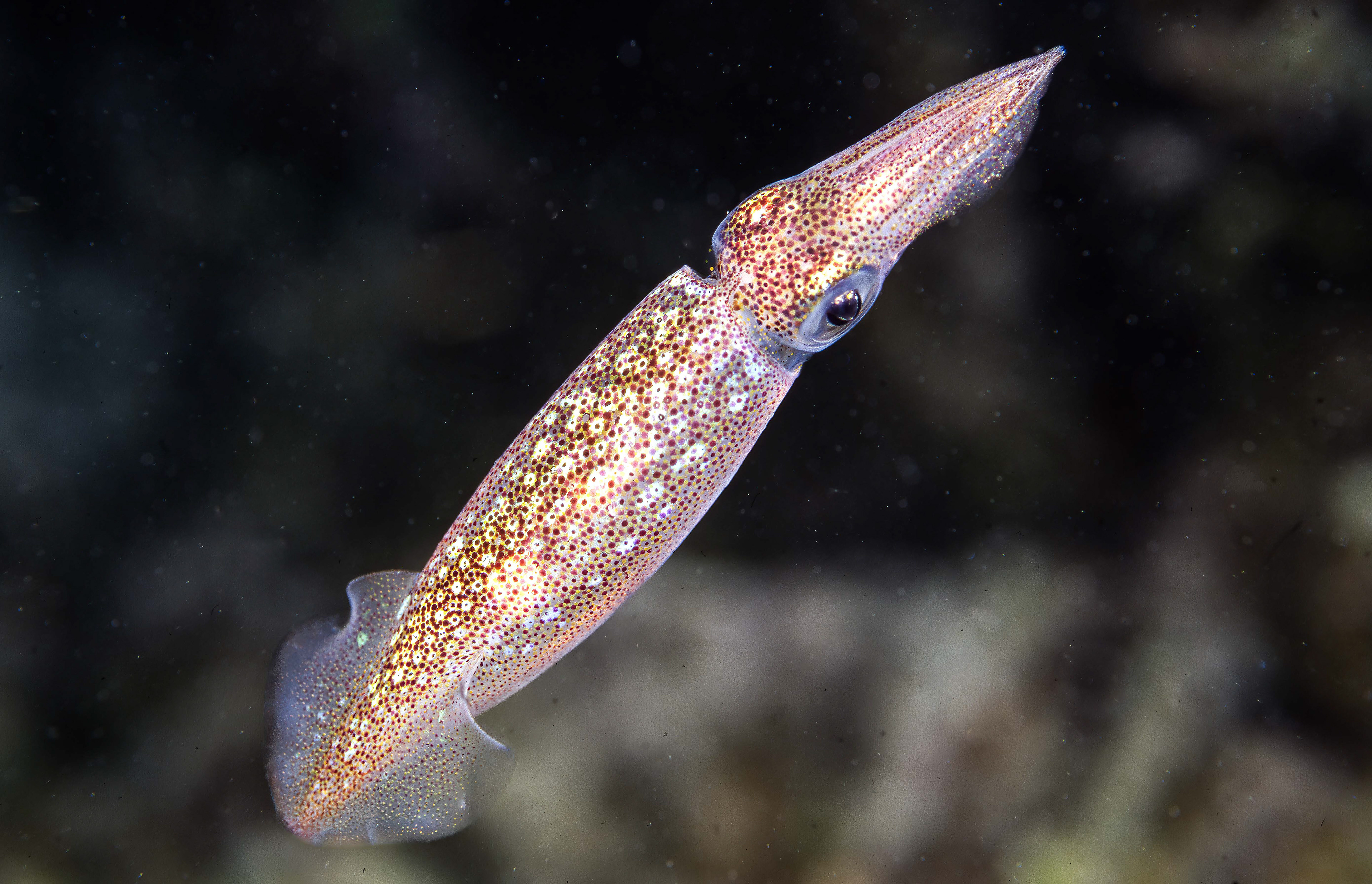 Southern Reef Squid