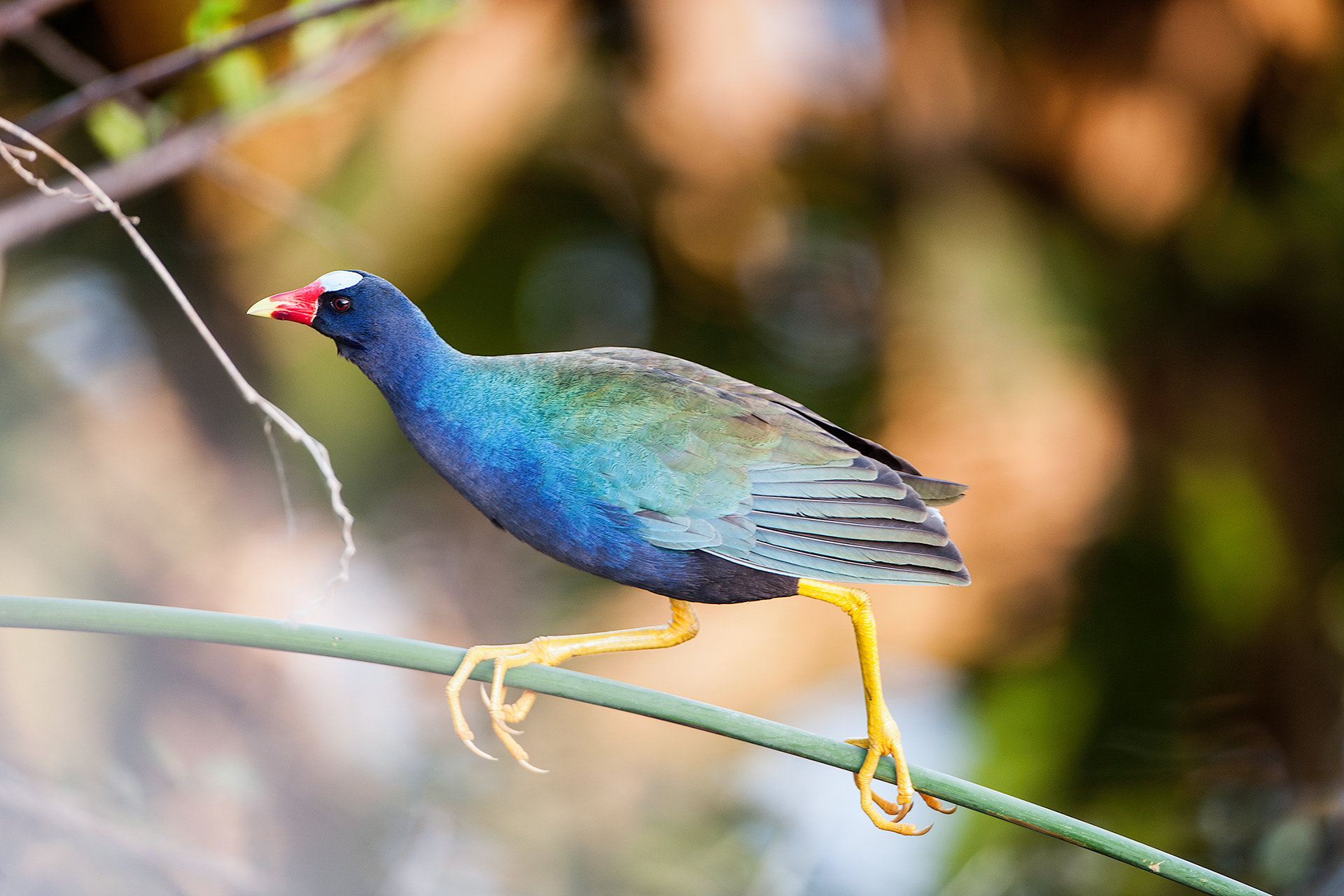 Purple Gallinule