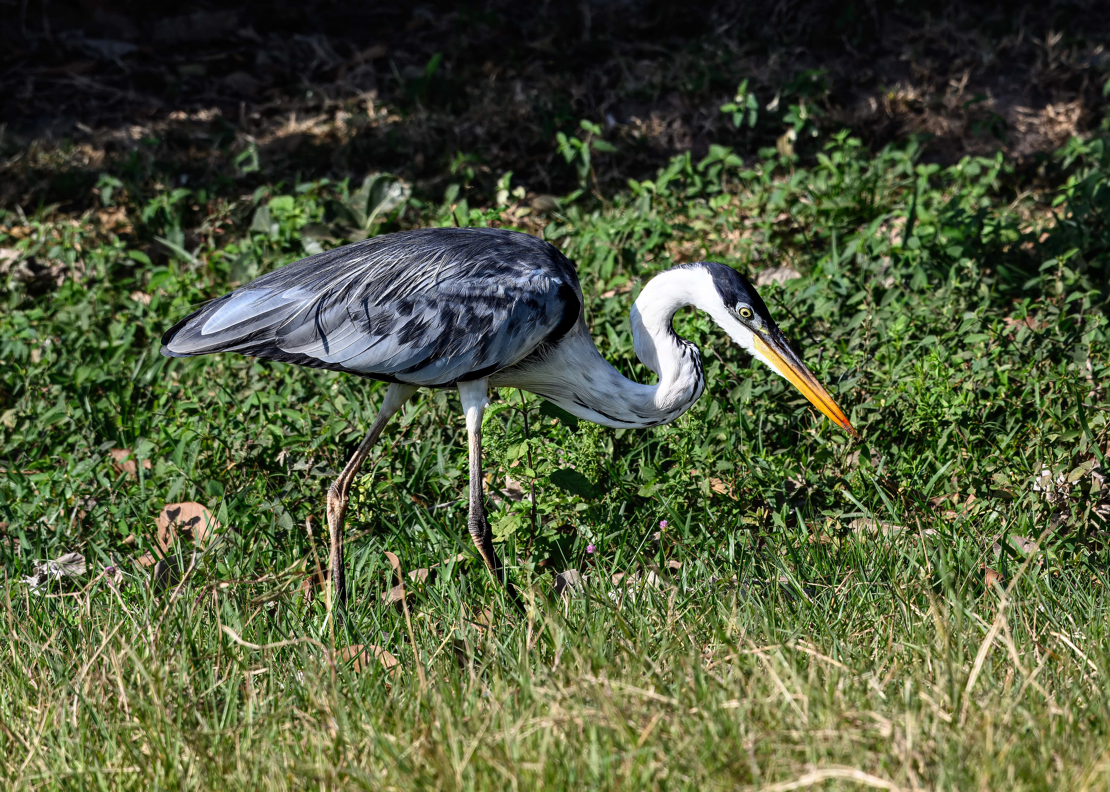Cocoi Heron