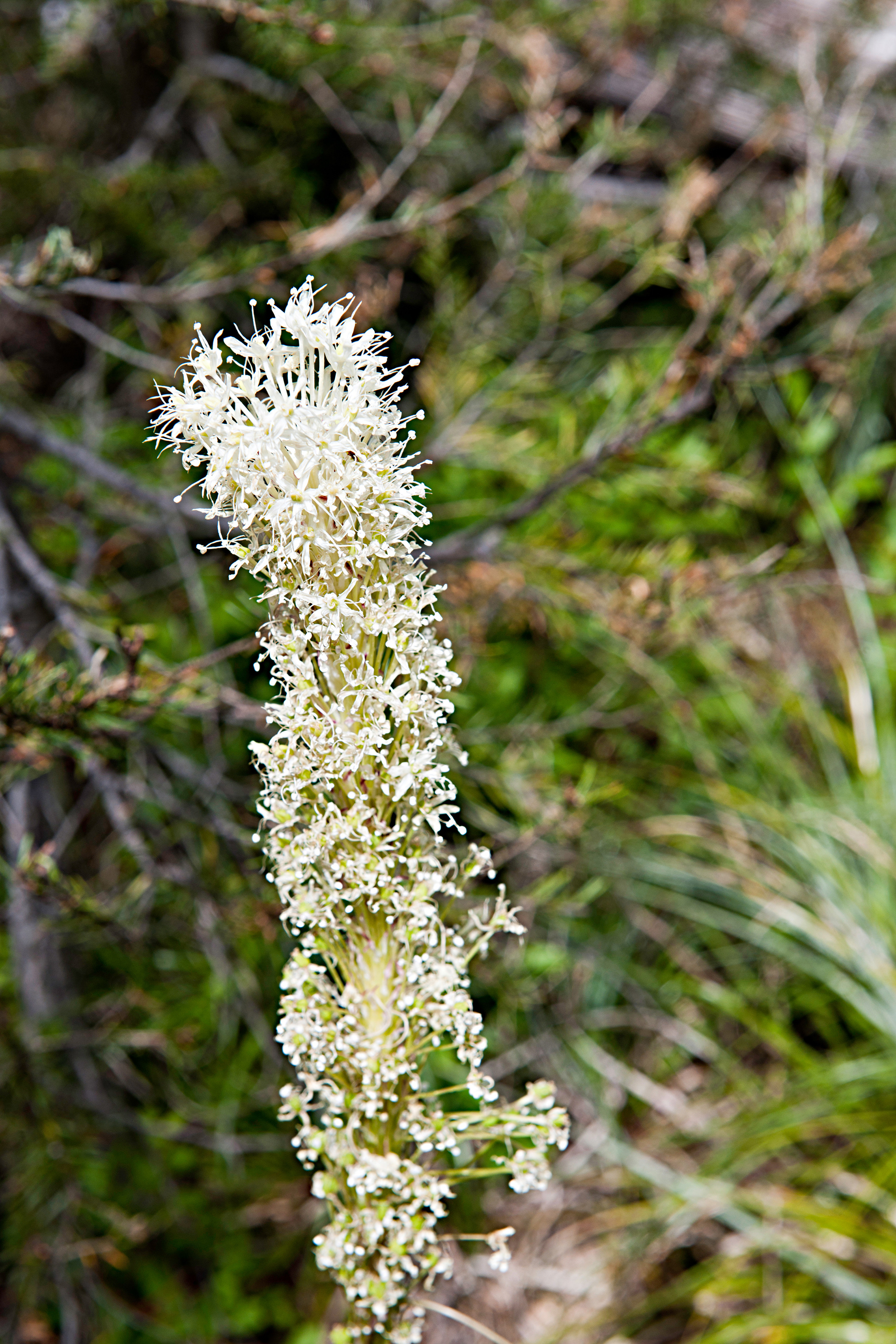 Beargrass (Xerophyllum tenax)