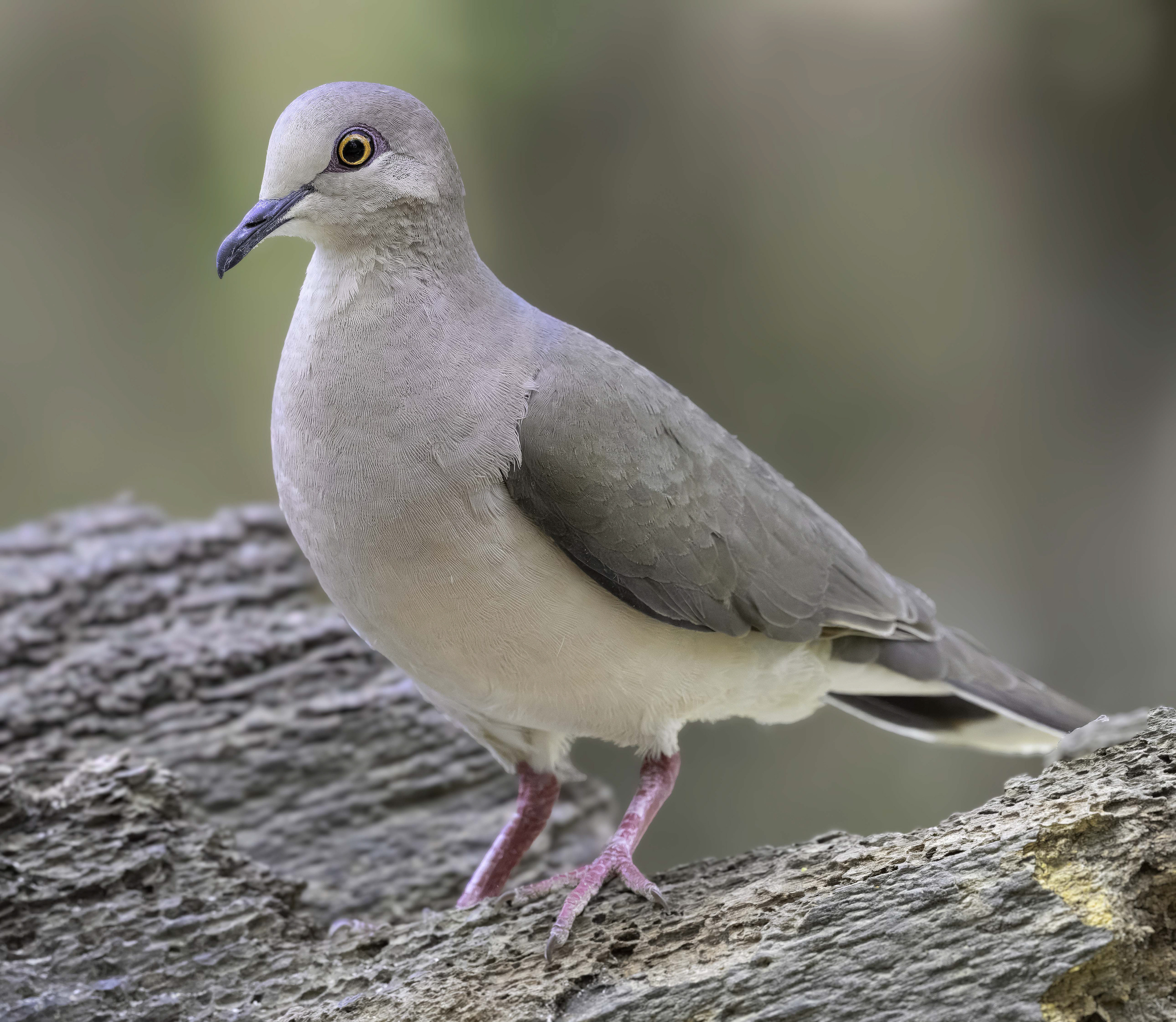 White-tipped Dove