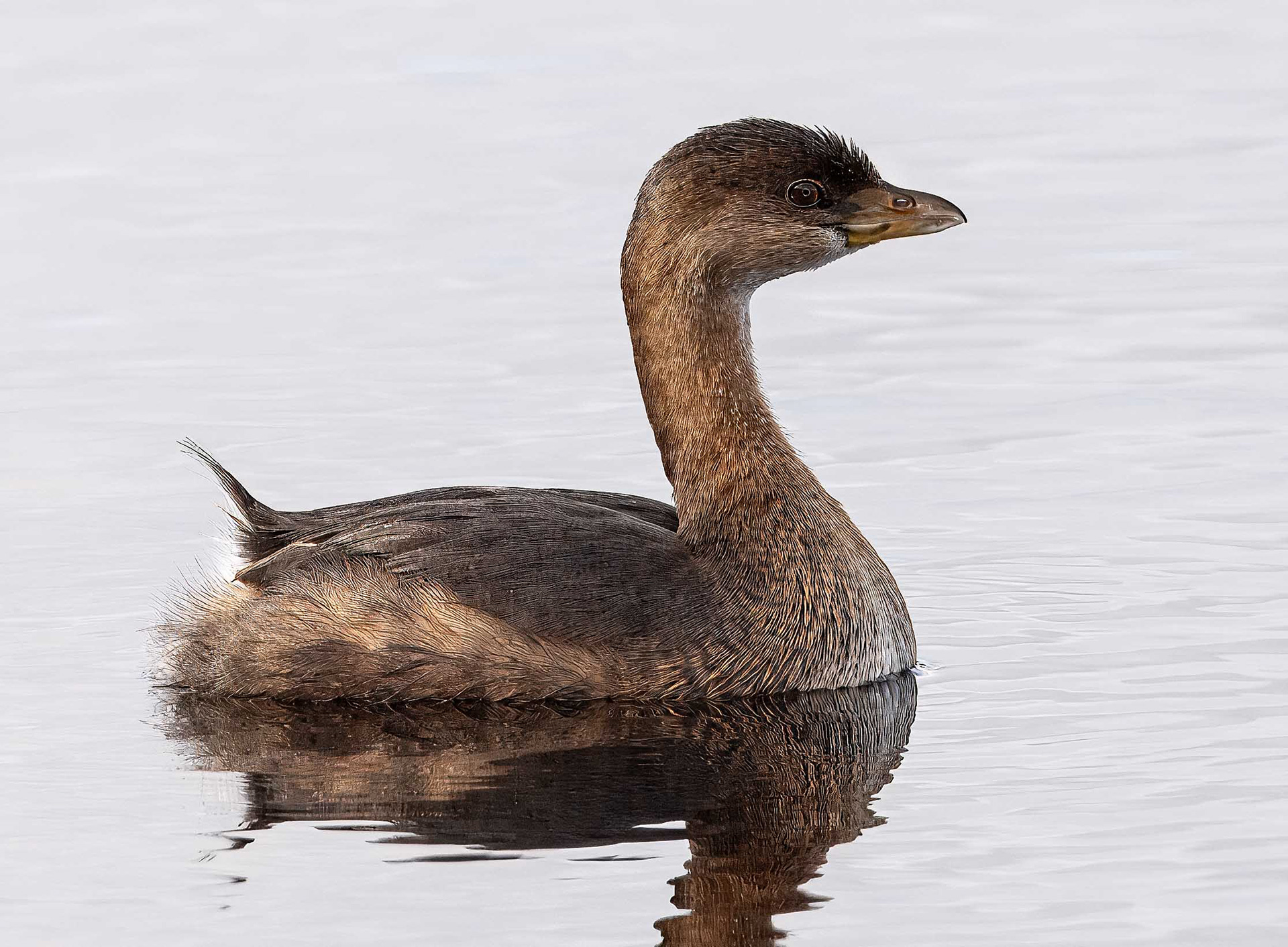 Pied-billed Grebe