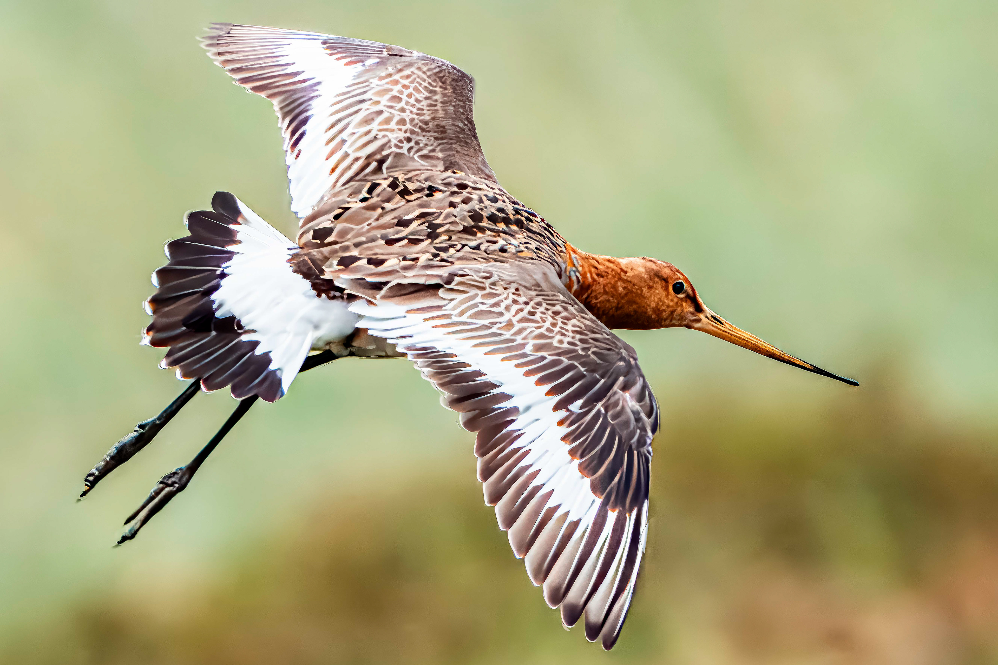 Black Tailed Godwit
