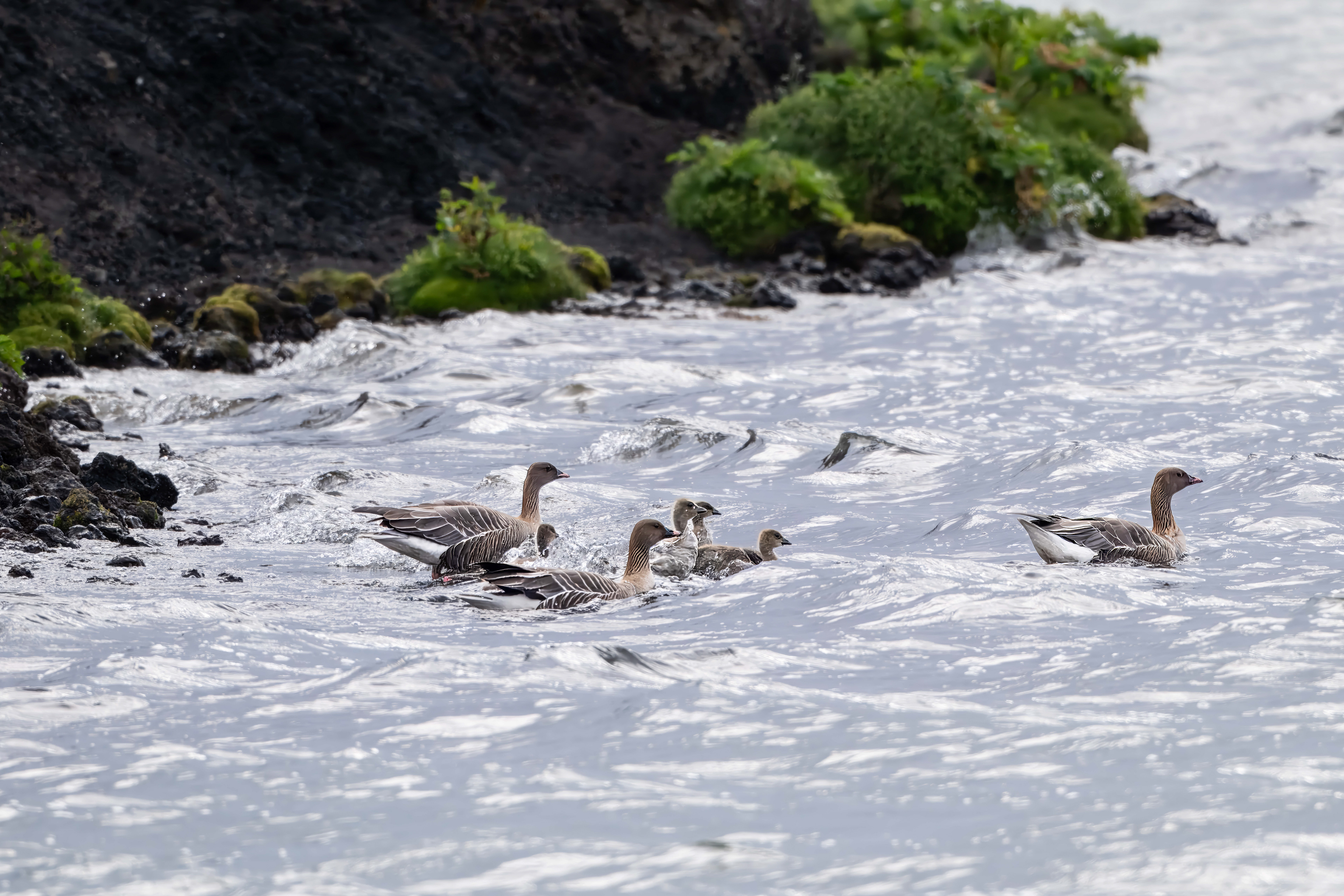 Graylag Geese