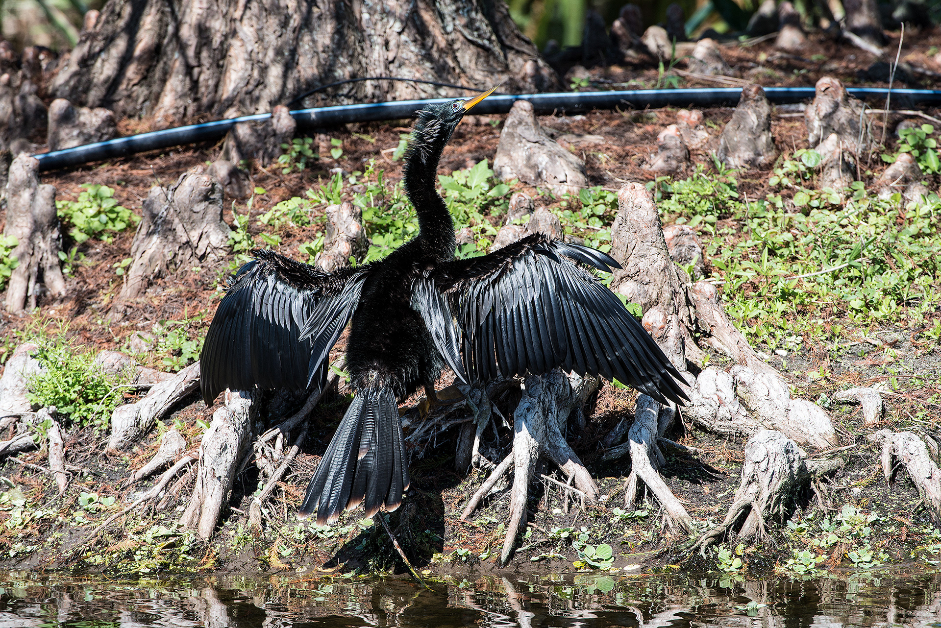 Anhinga