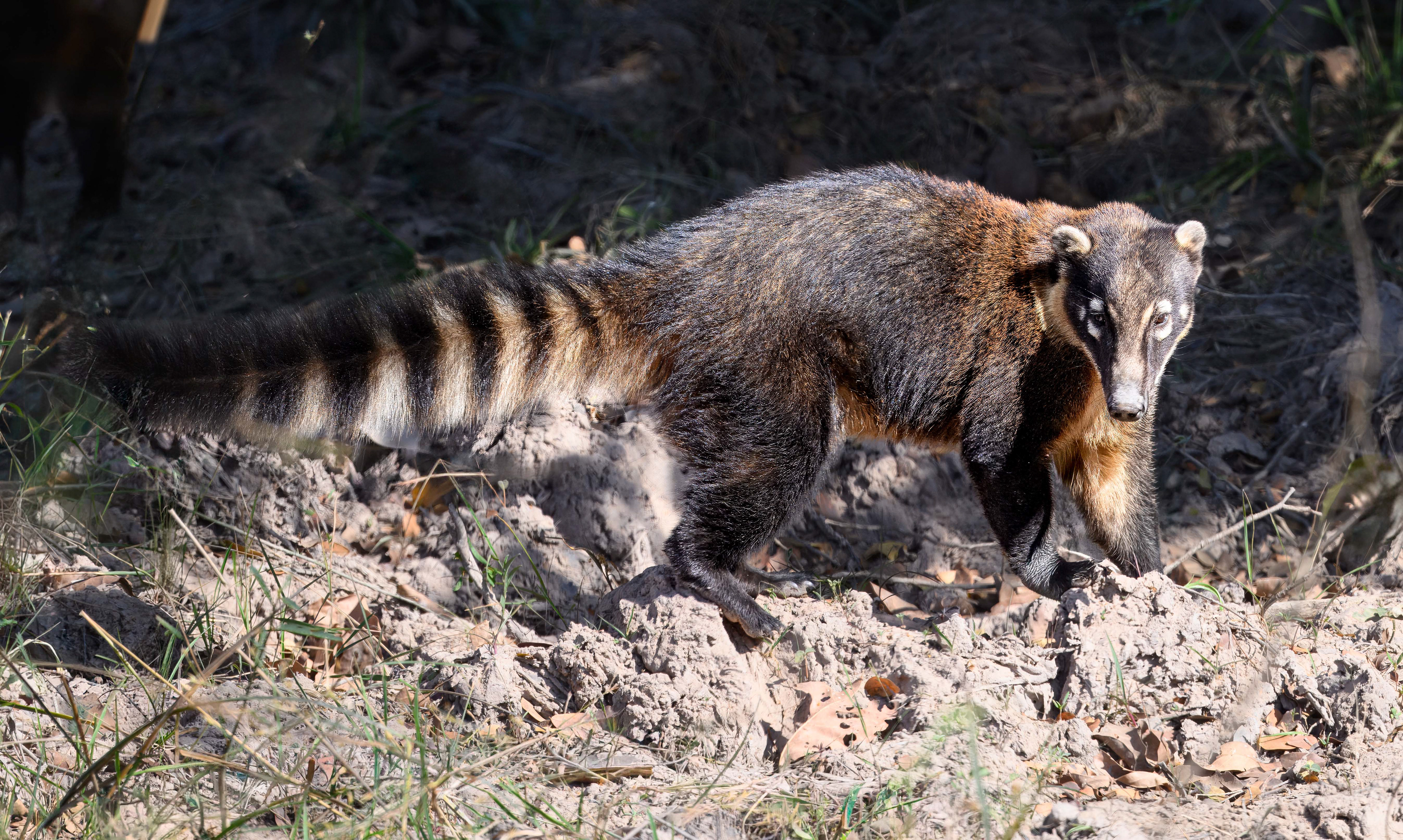 Coati