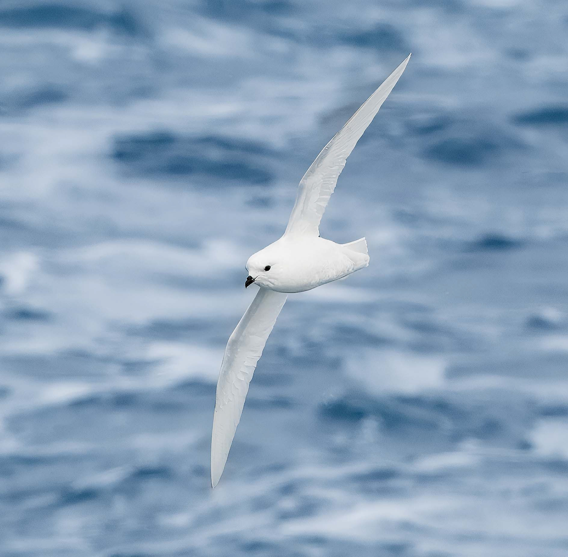 Snow Petrel