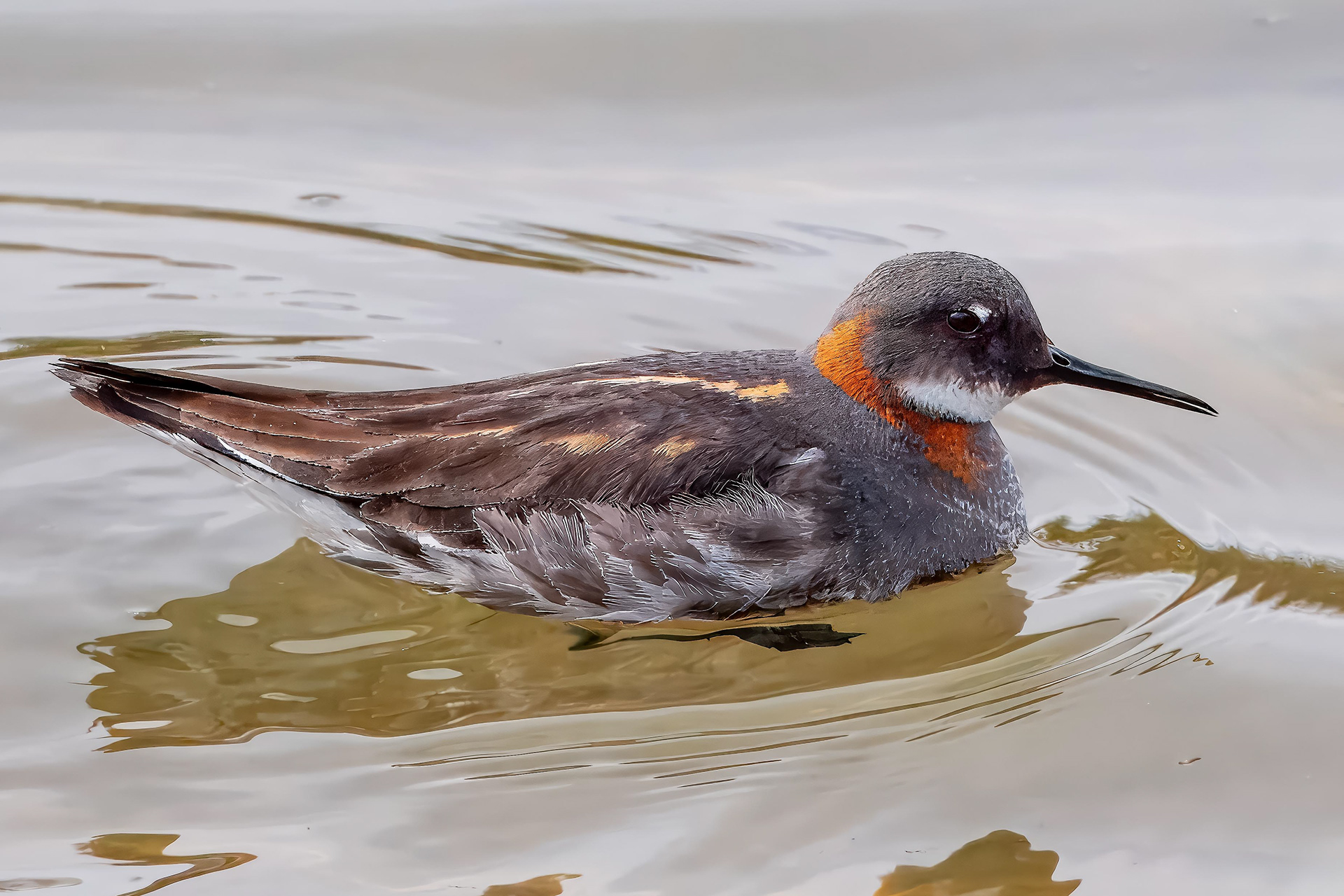 Red-Necked Phalarope