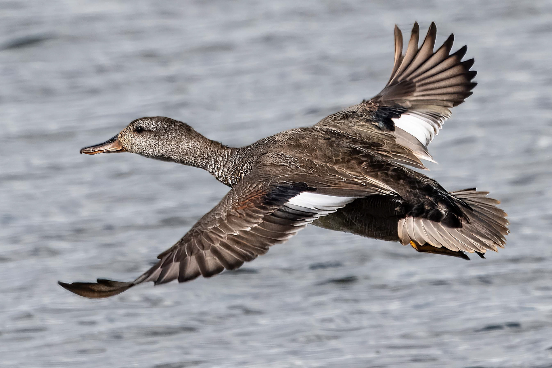 Gadwall