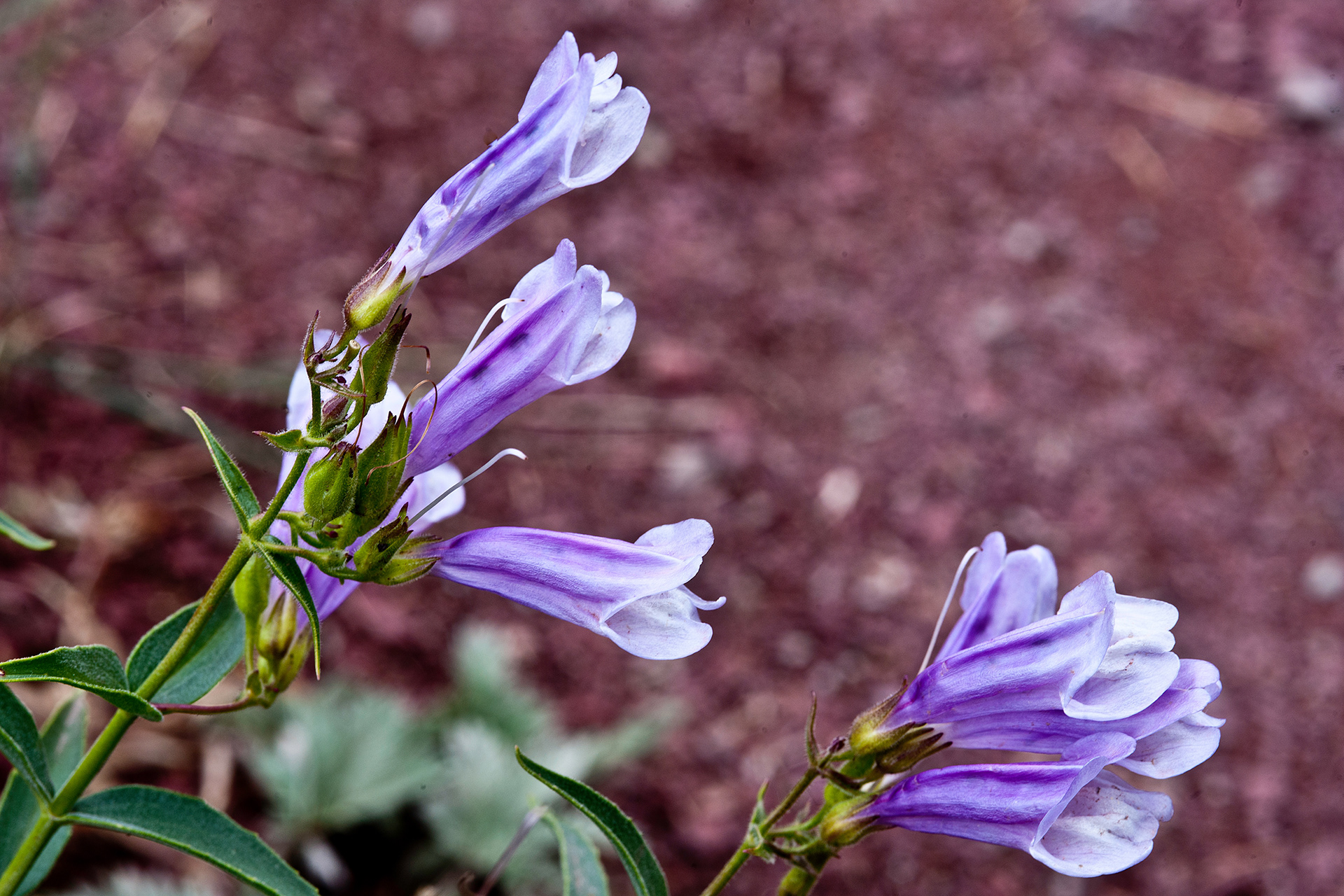 Lyall's Penstemon (Penstemon lyallii)