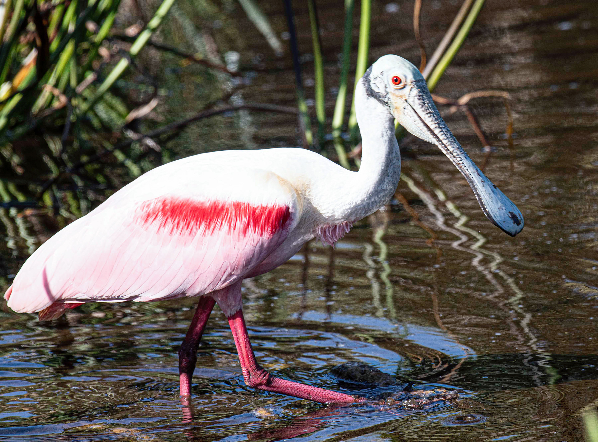 Roseate Spoonbill