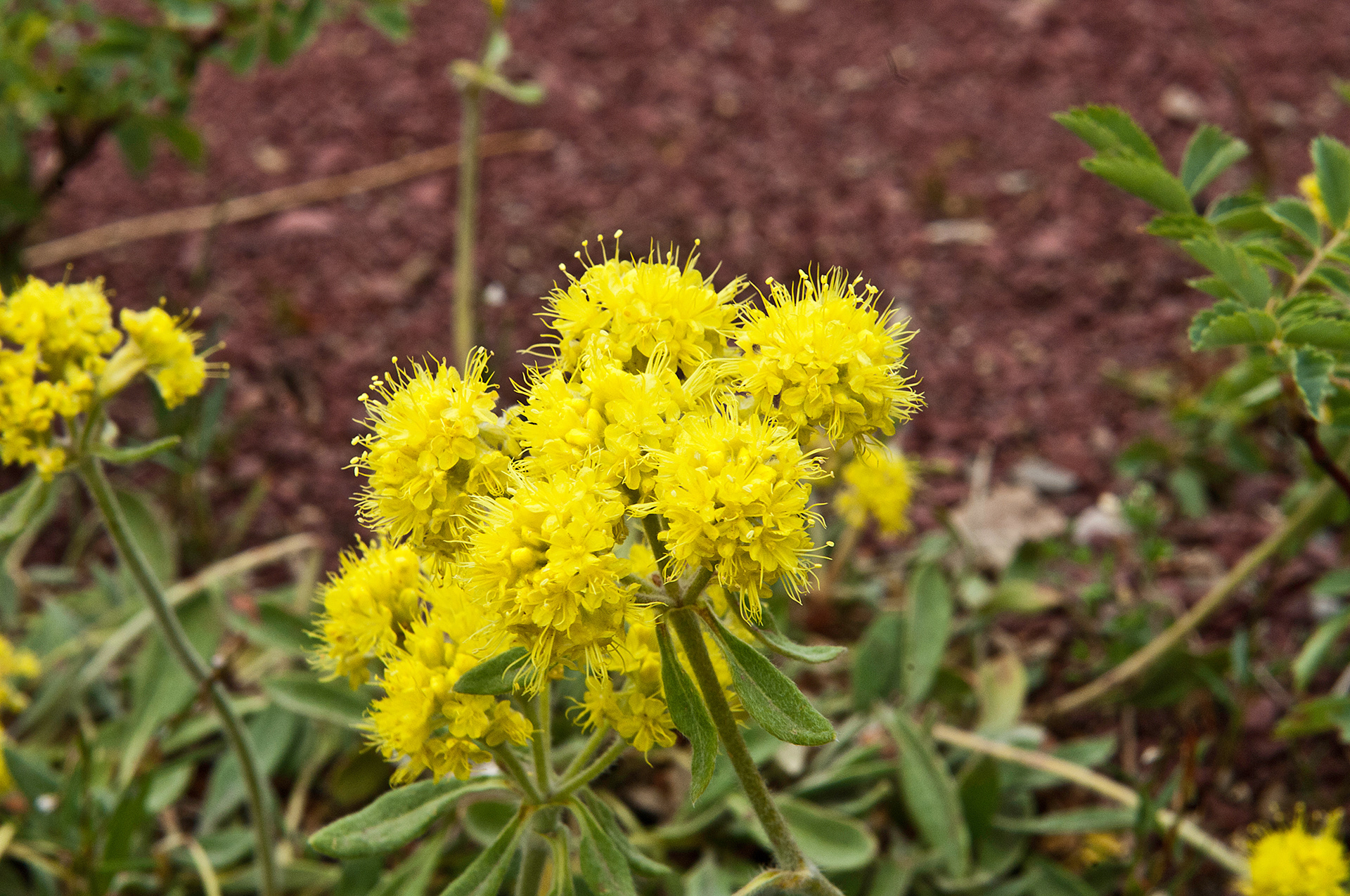 Yellow Buckwheat (Eriogonum flavum)