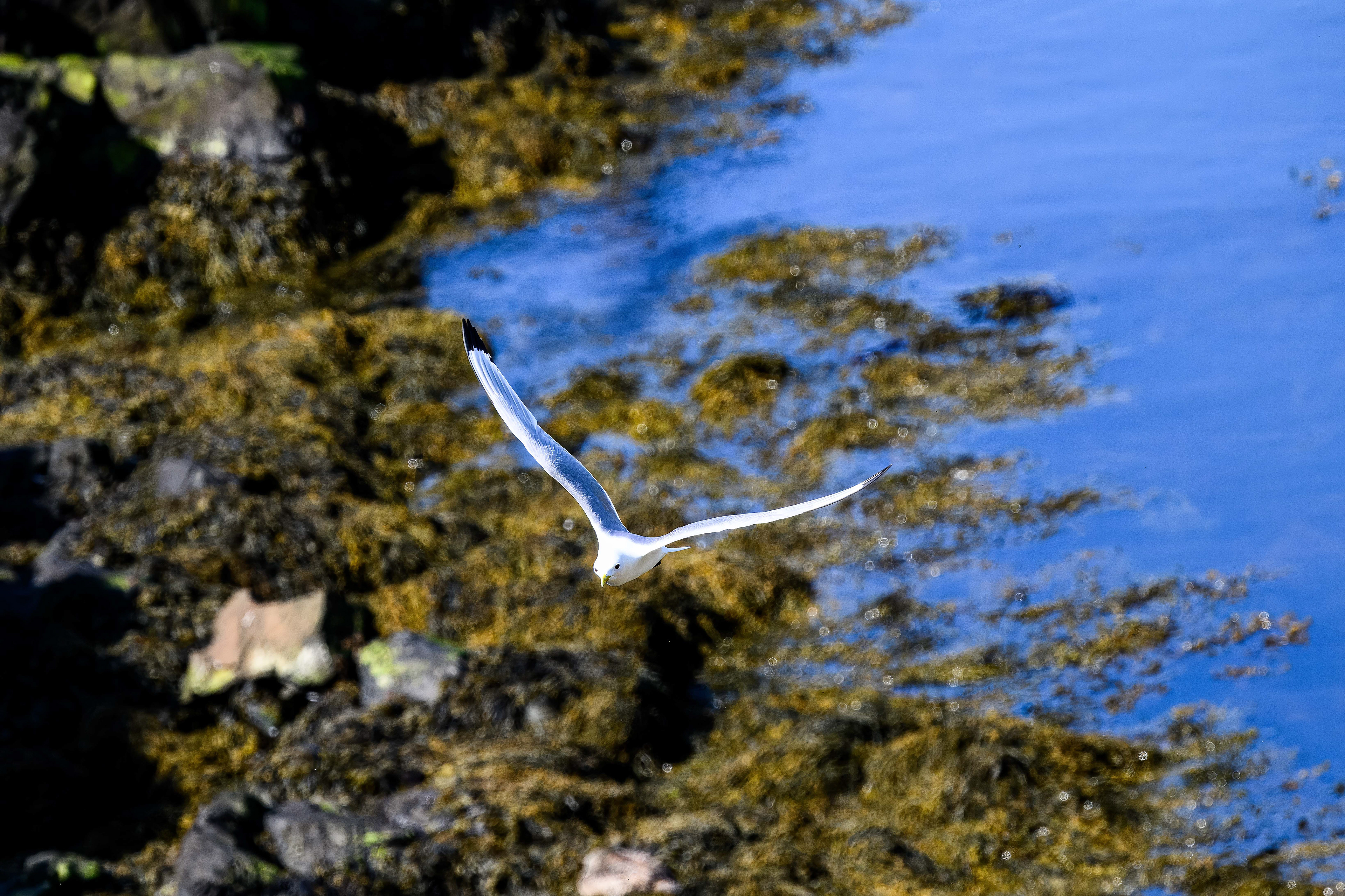 Black-Legged Kittiwake