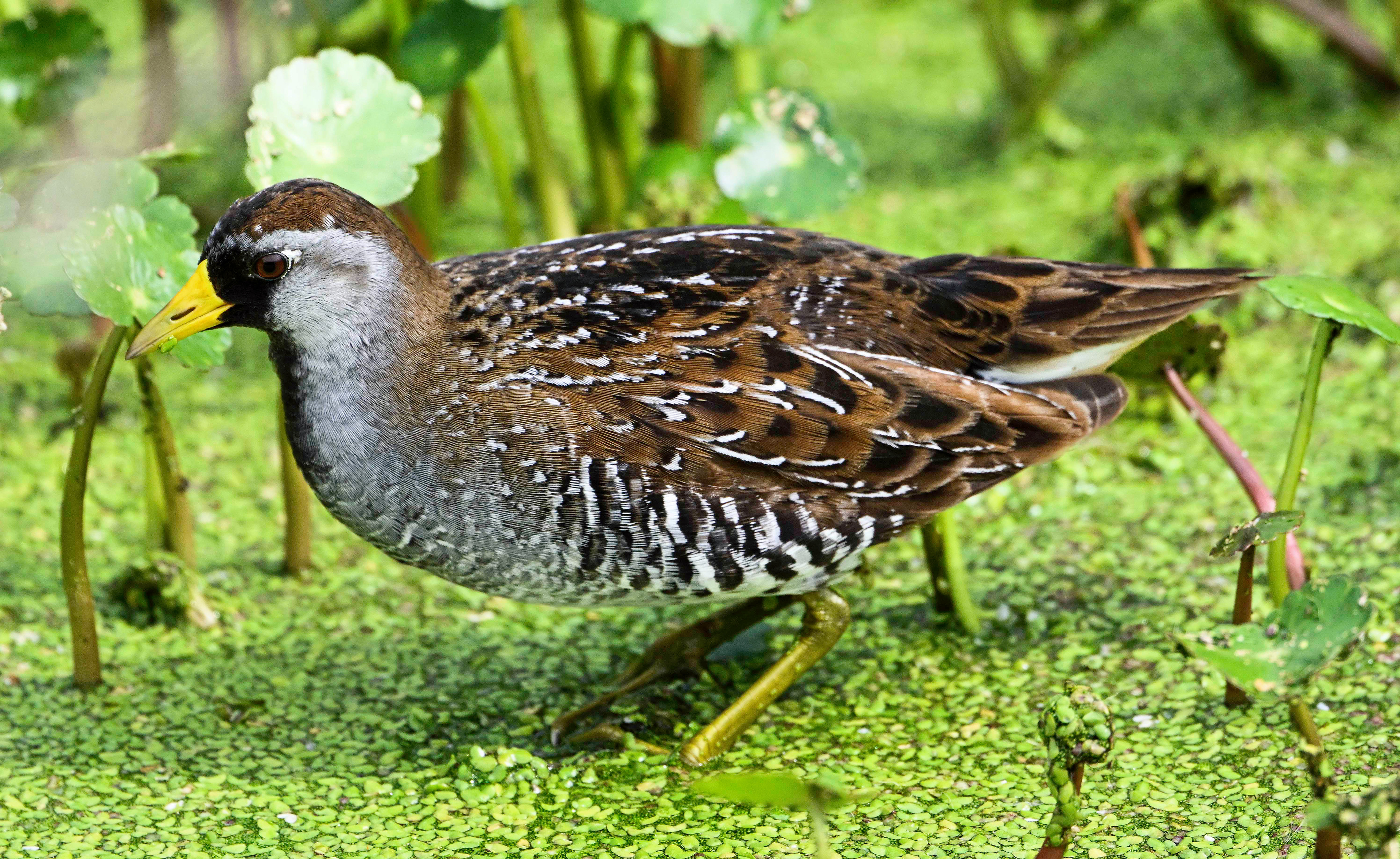 Sora