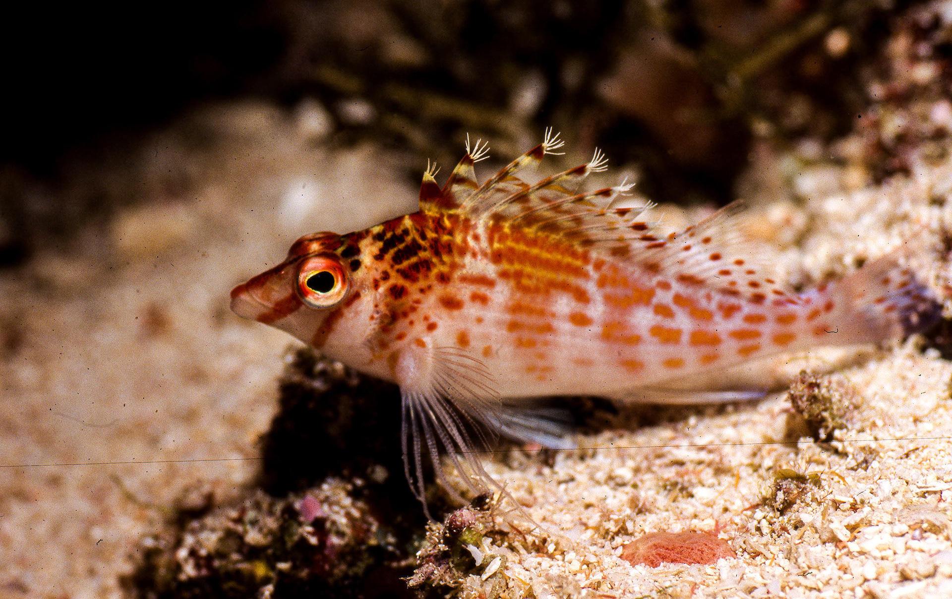 Dwarf Hawkfish