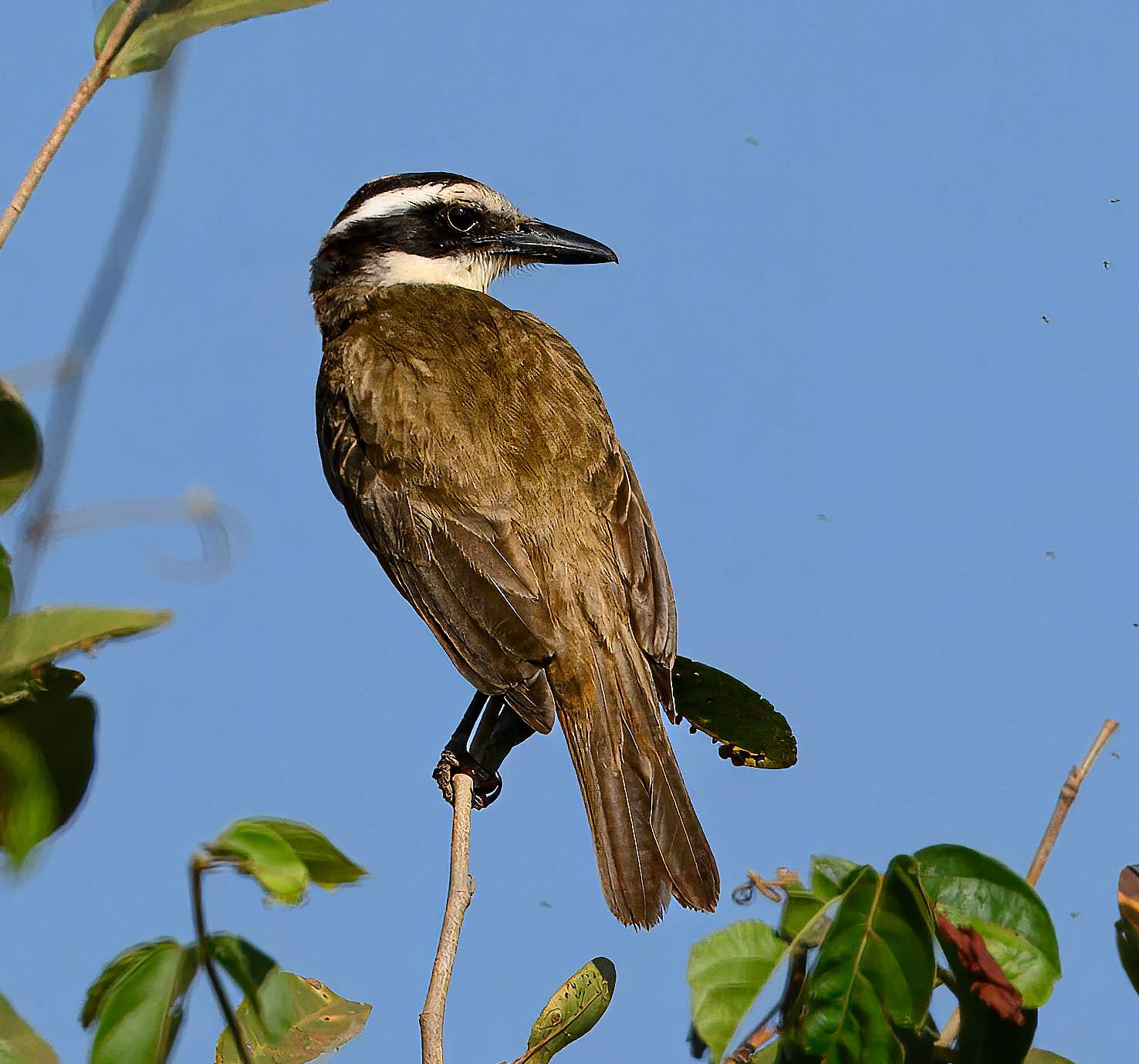 Great Kiskadee