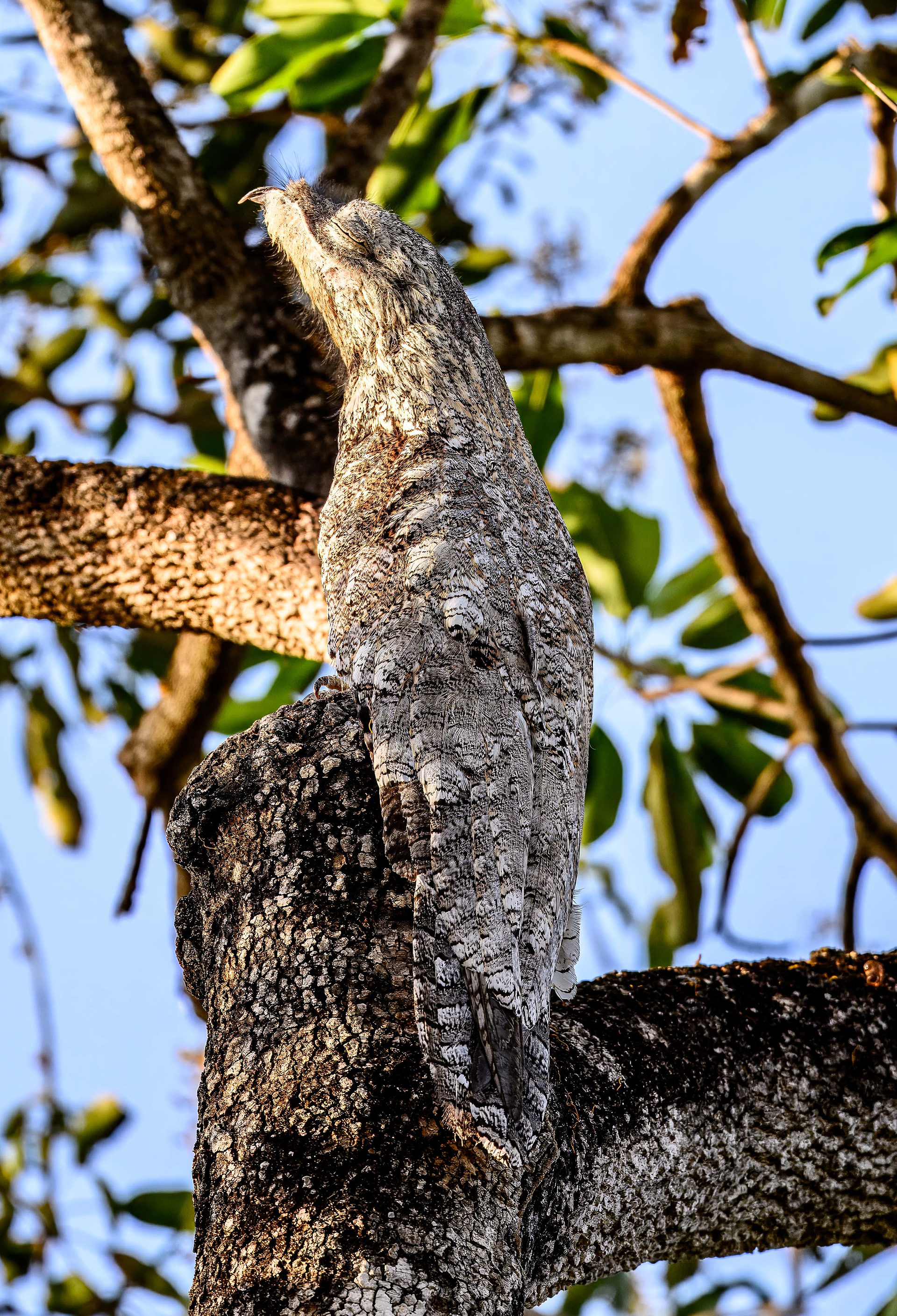 Great Potoo