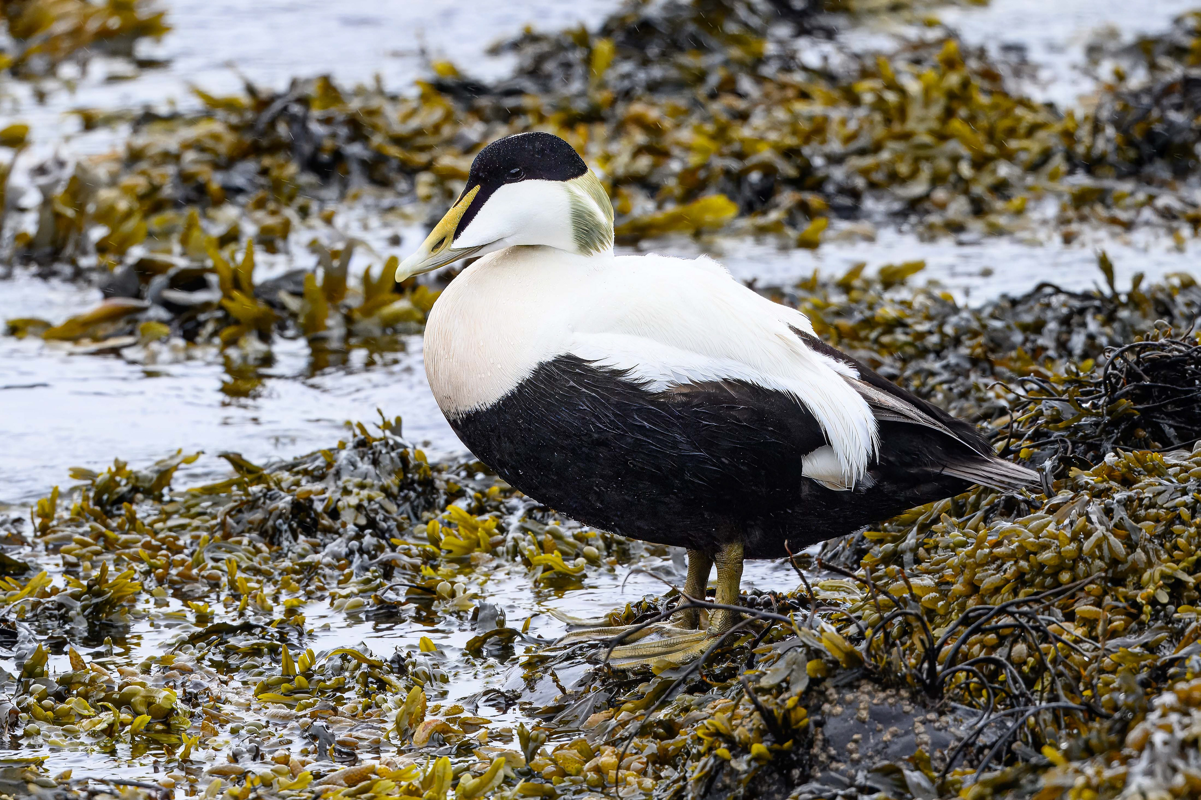 Common Eider