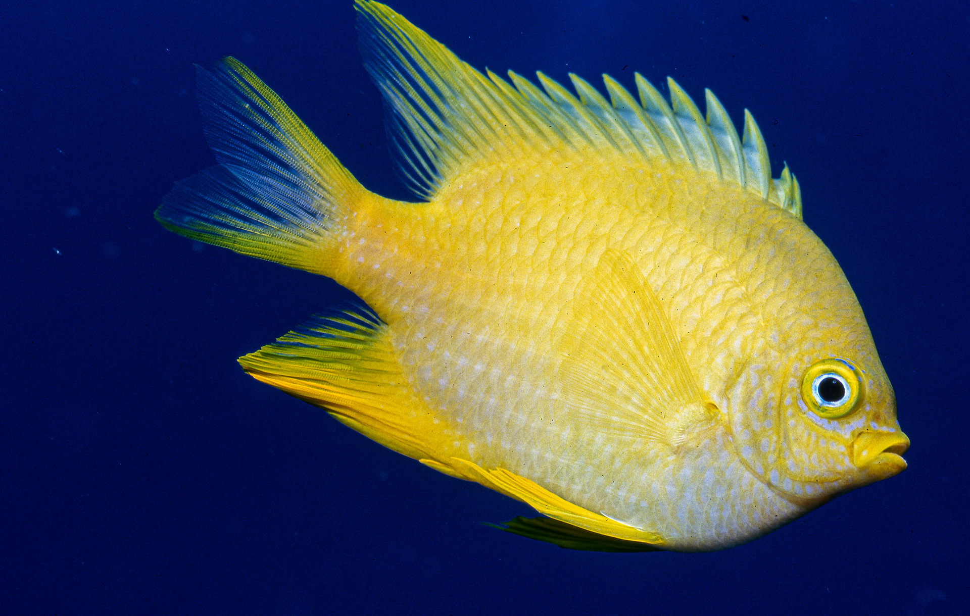 Golden Damselfish